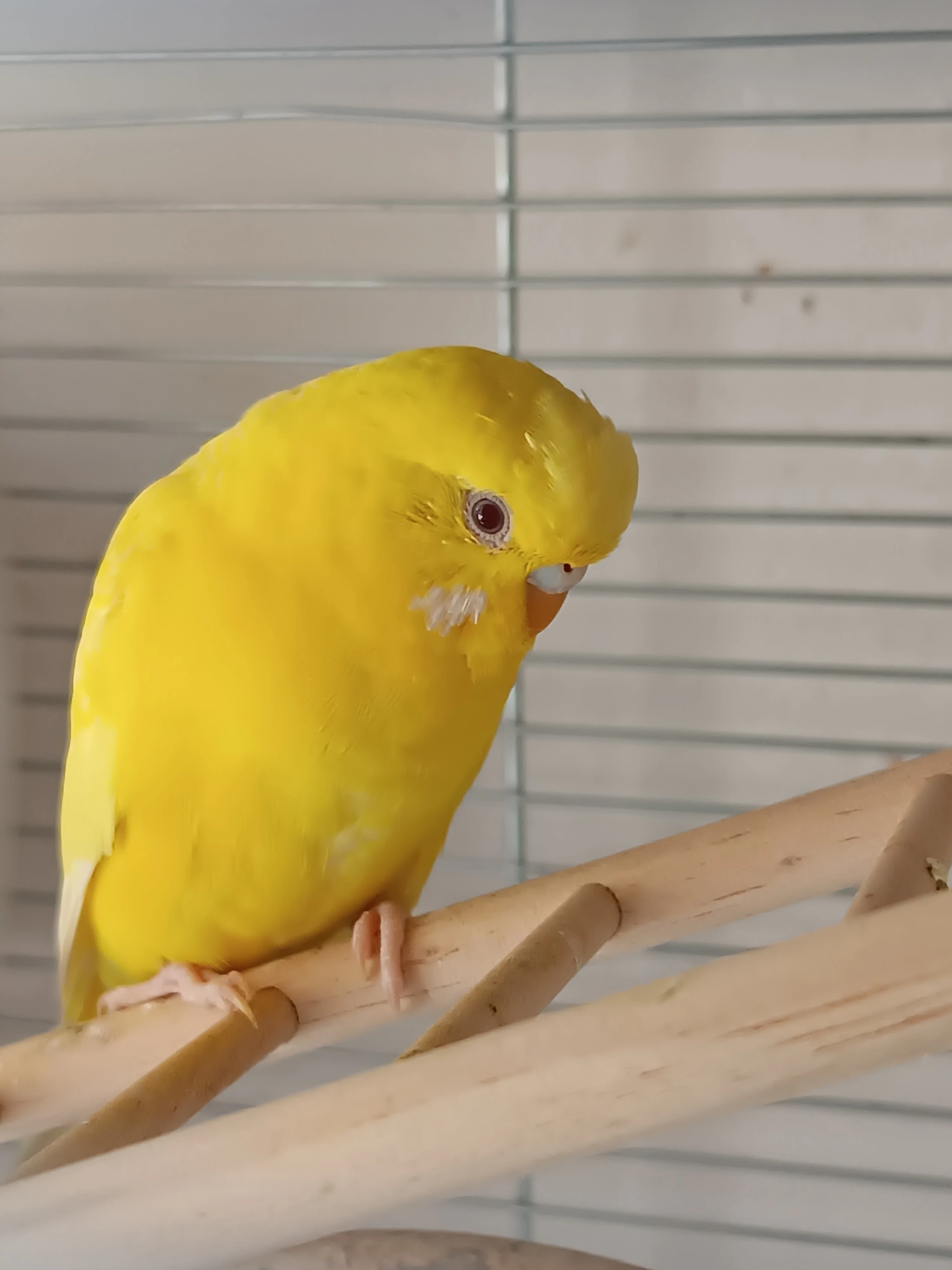 Krásná mladinká samička andulky, lutino