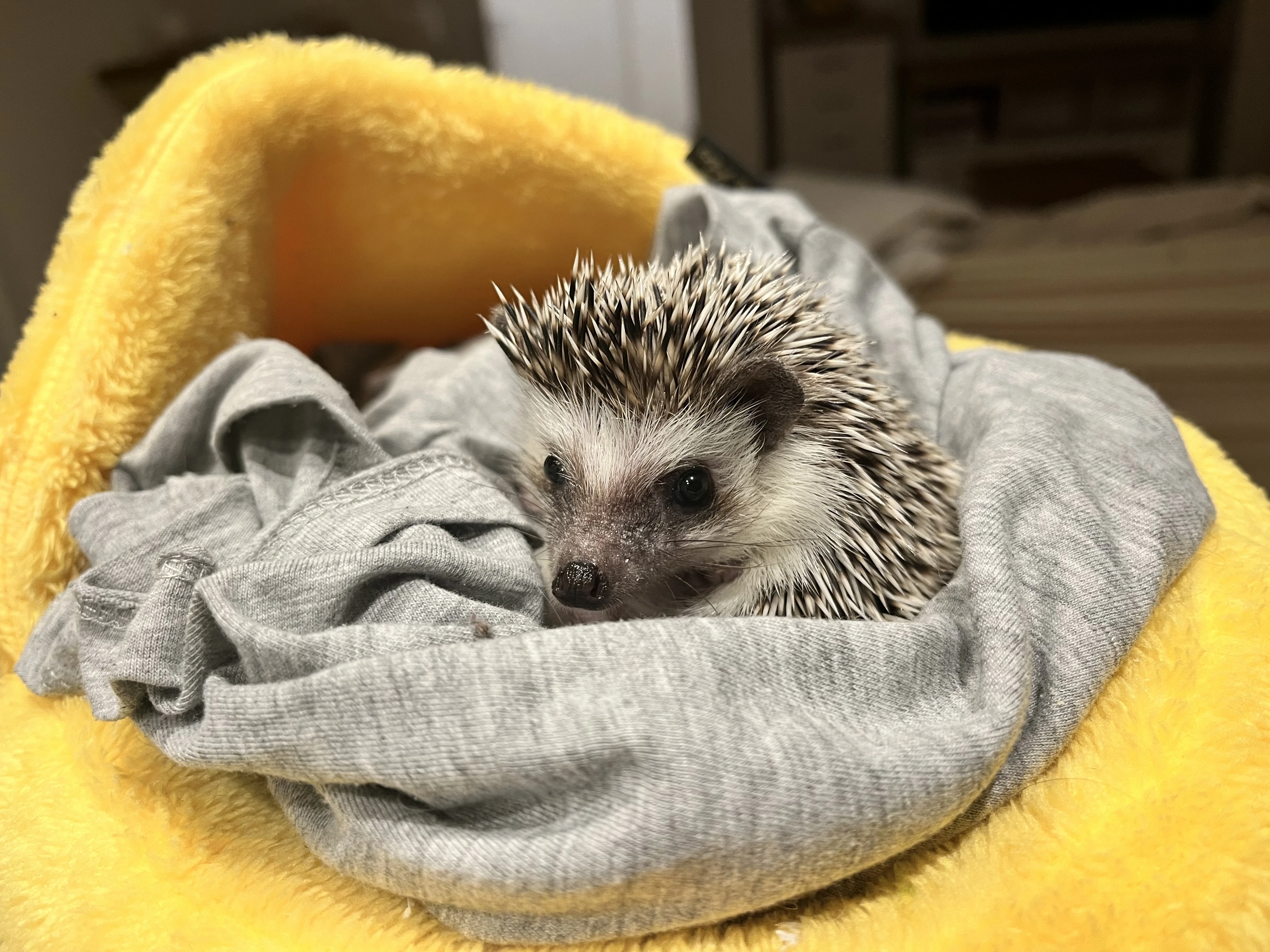 Afričtí ježci – sameček a samička