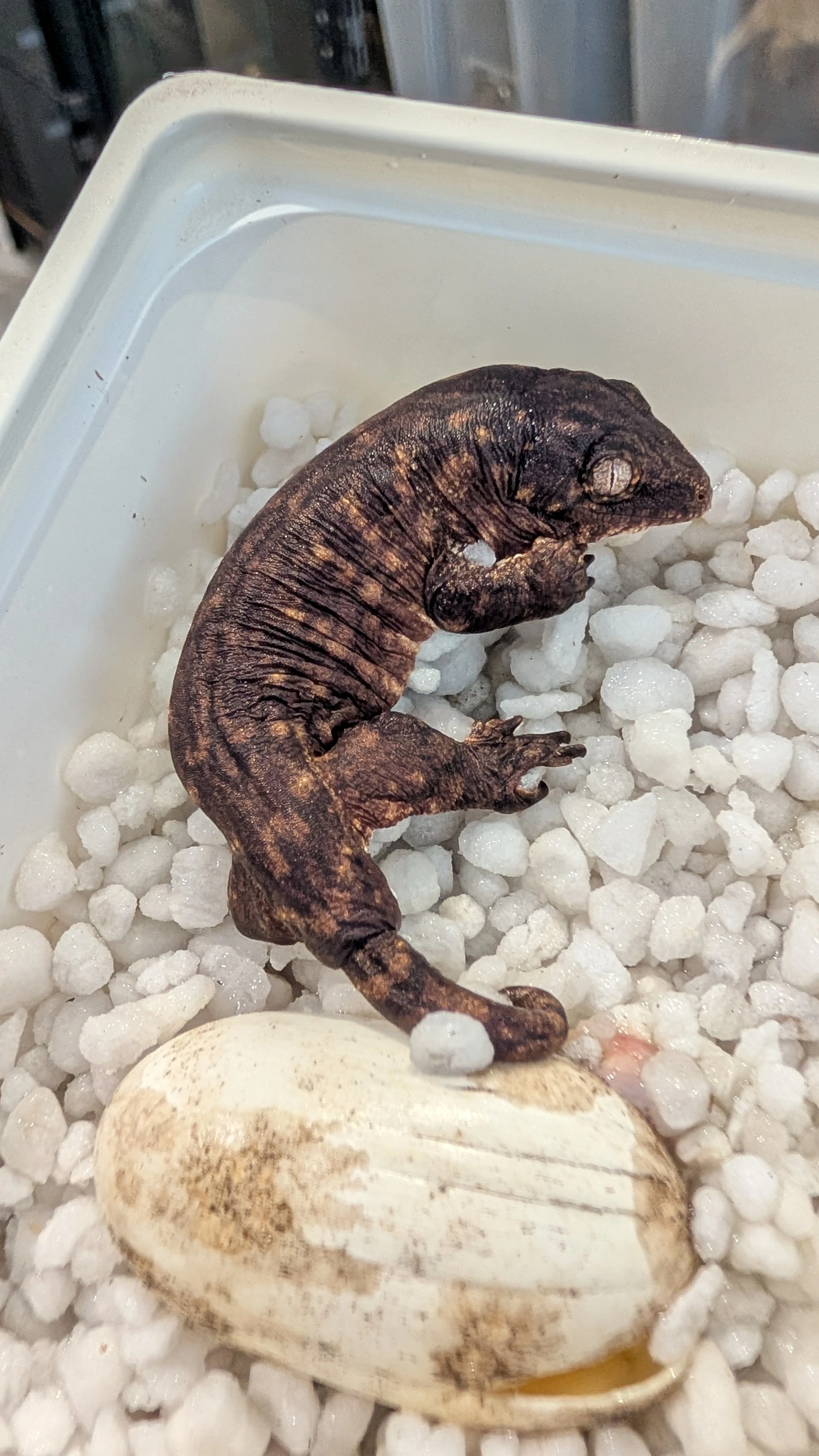 Rhacodactylus