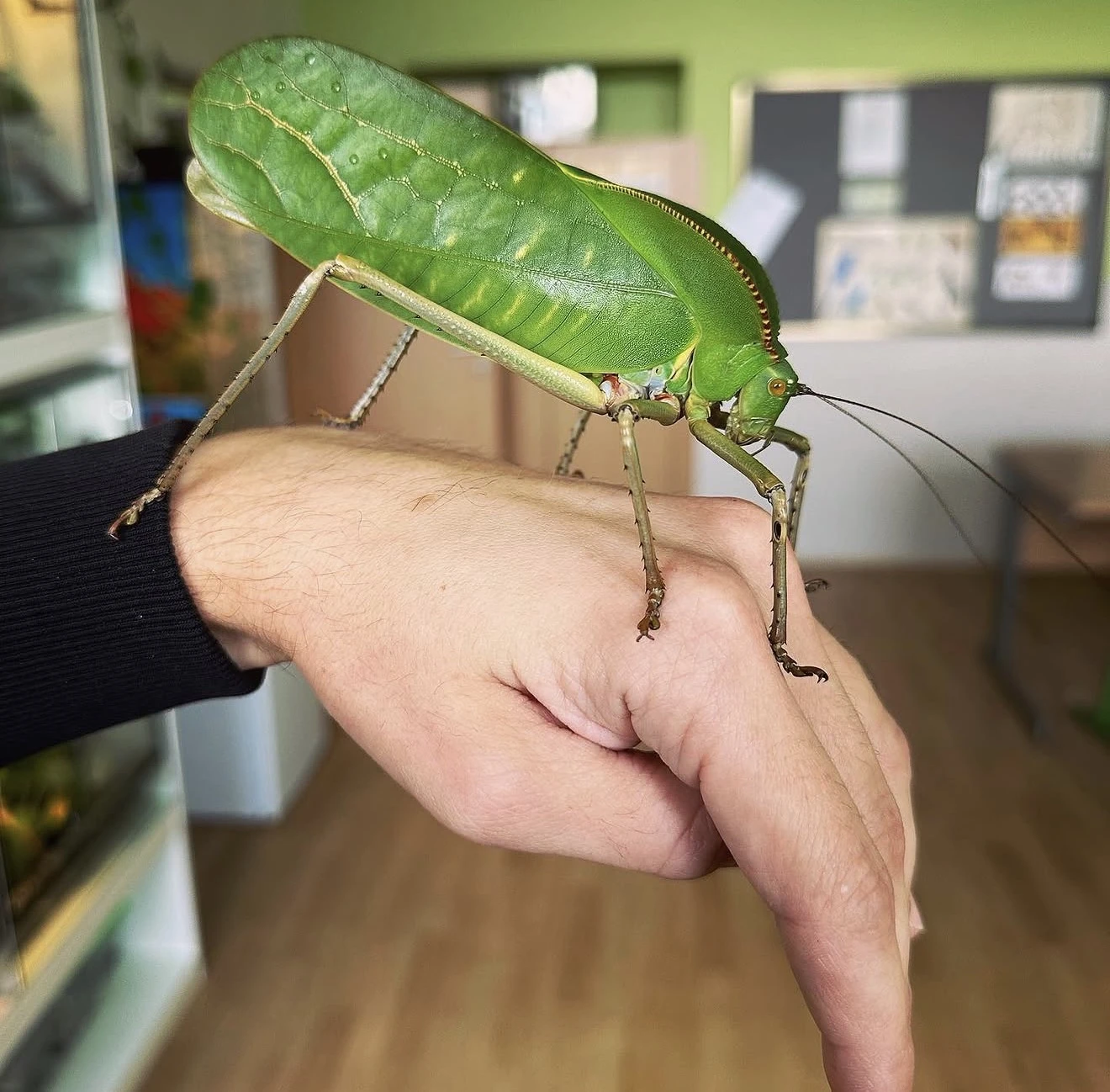 Kobylka obří (Siliquofera grandis)