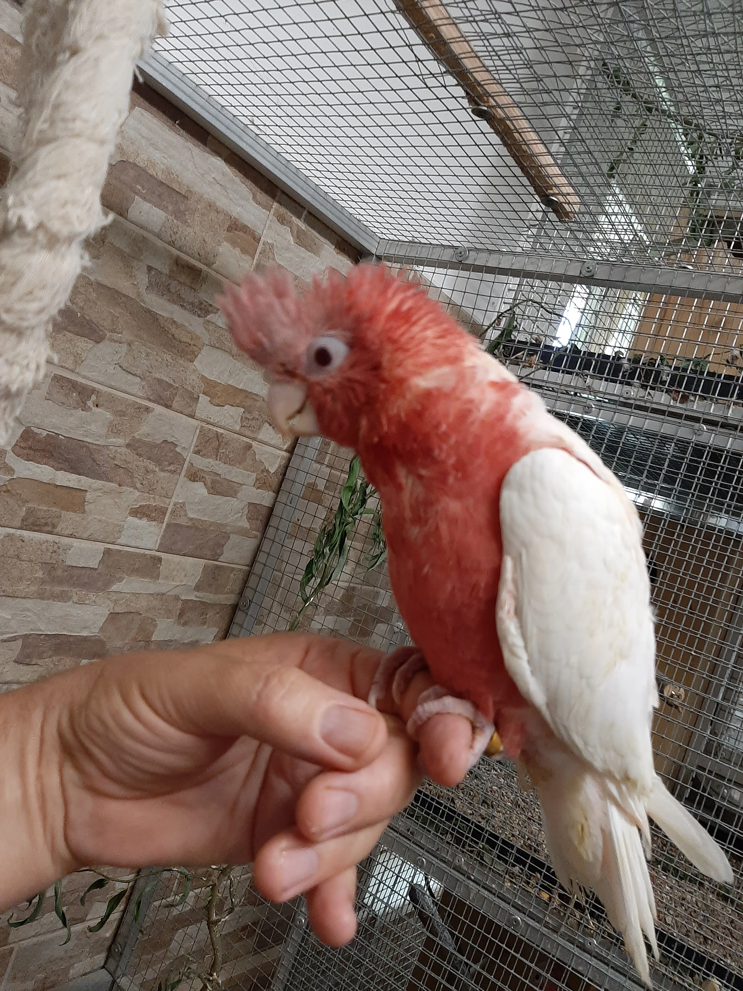 Ručně dokrmený kakadu růžový lutino