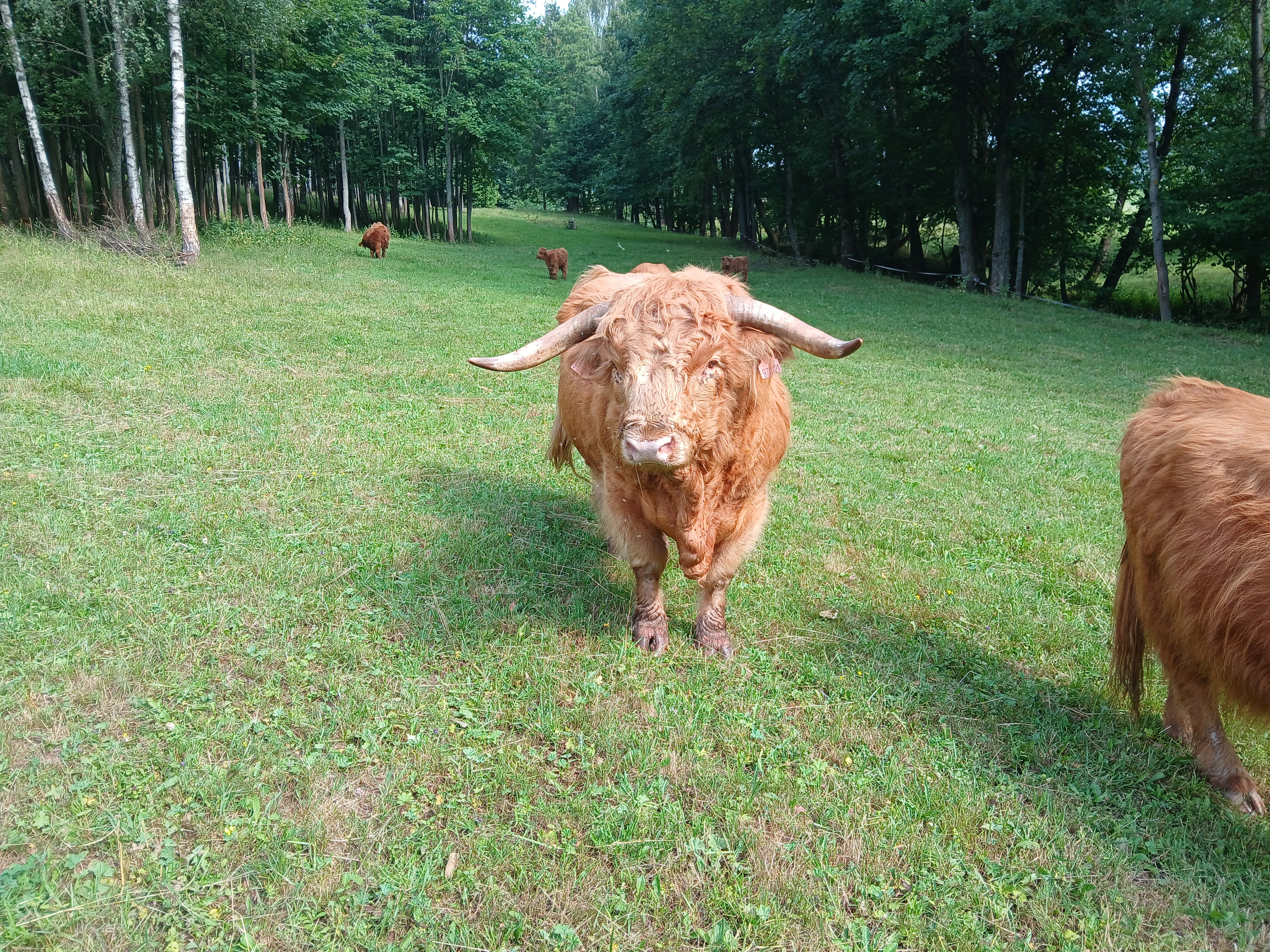 Prodám plemenného býka Highland skotský náhorní skot