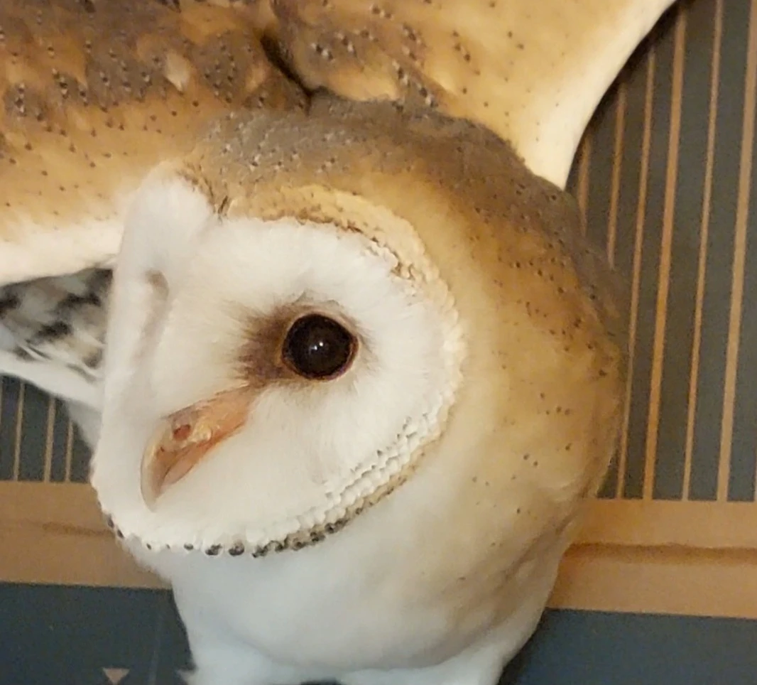 Sova pálená (Tyto alba), světlá forma