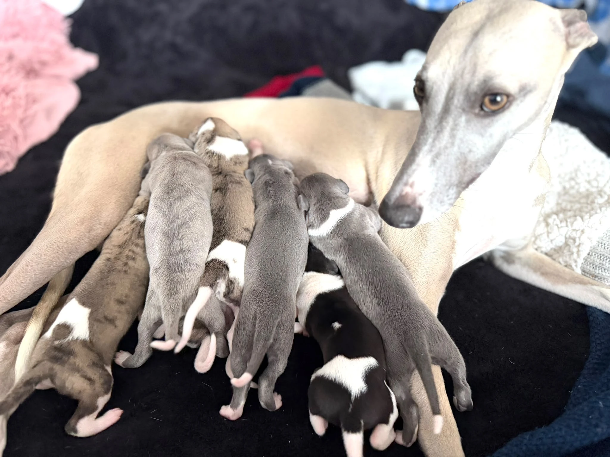 Whippet / vipet s PP – hledáme ty nejlepší páníčky 