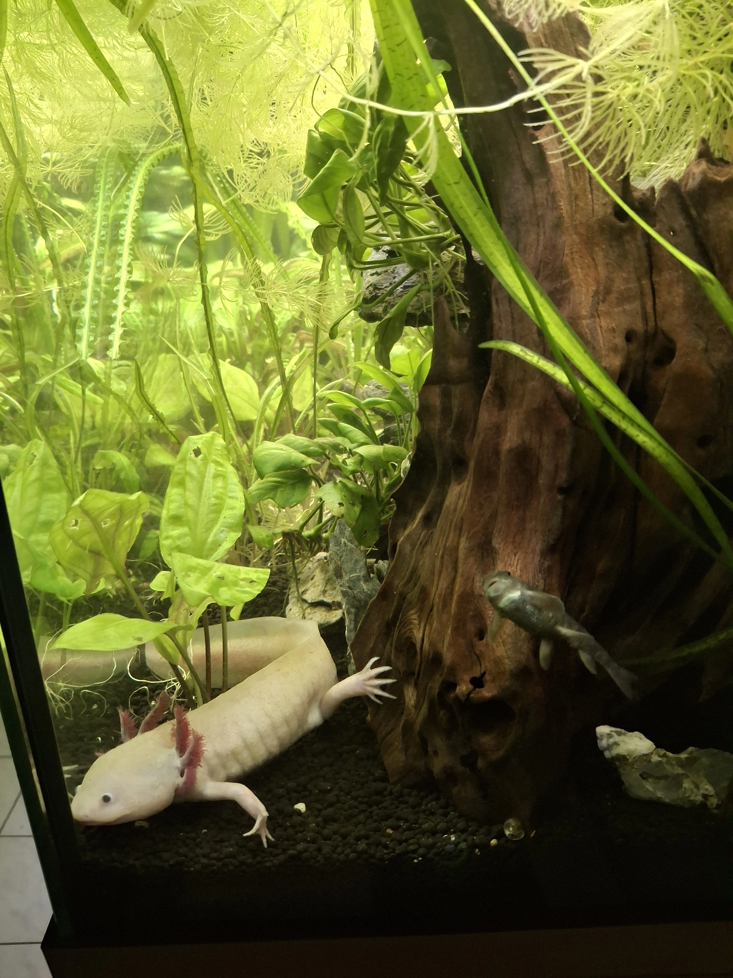 Axolotl