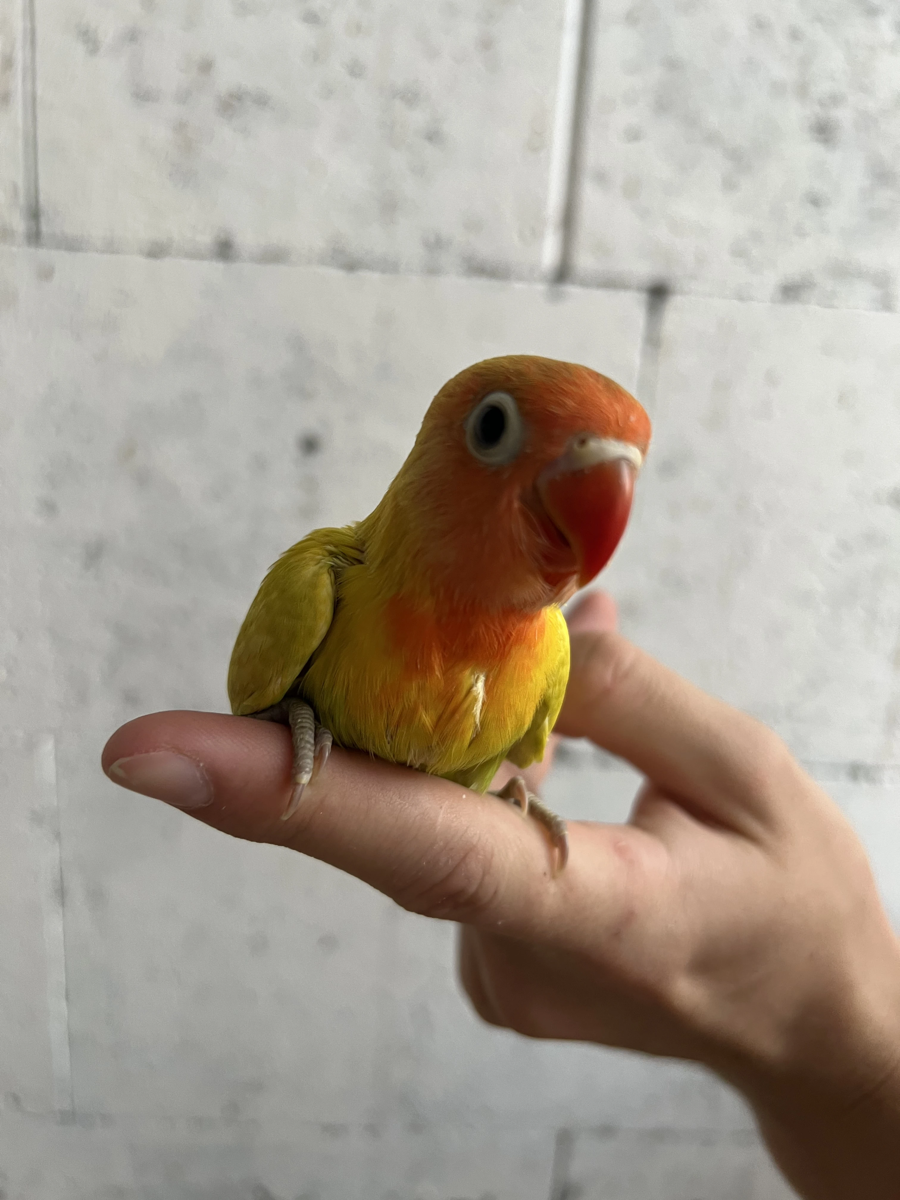 Agapornis Fisherův