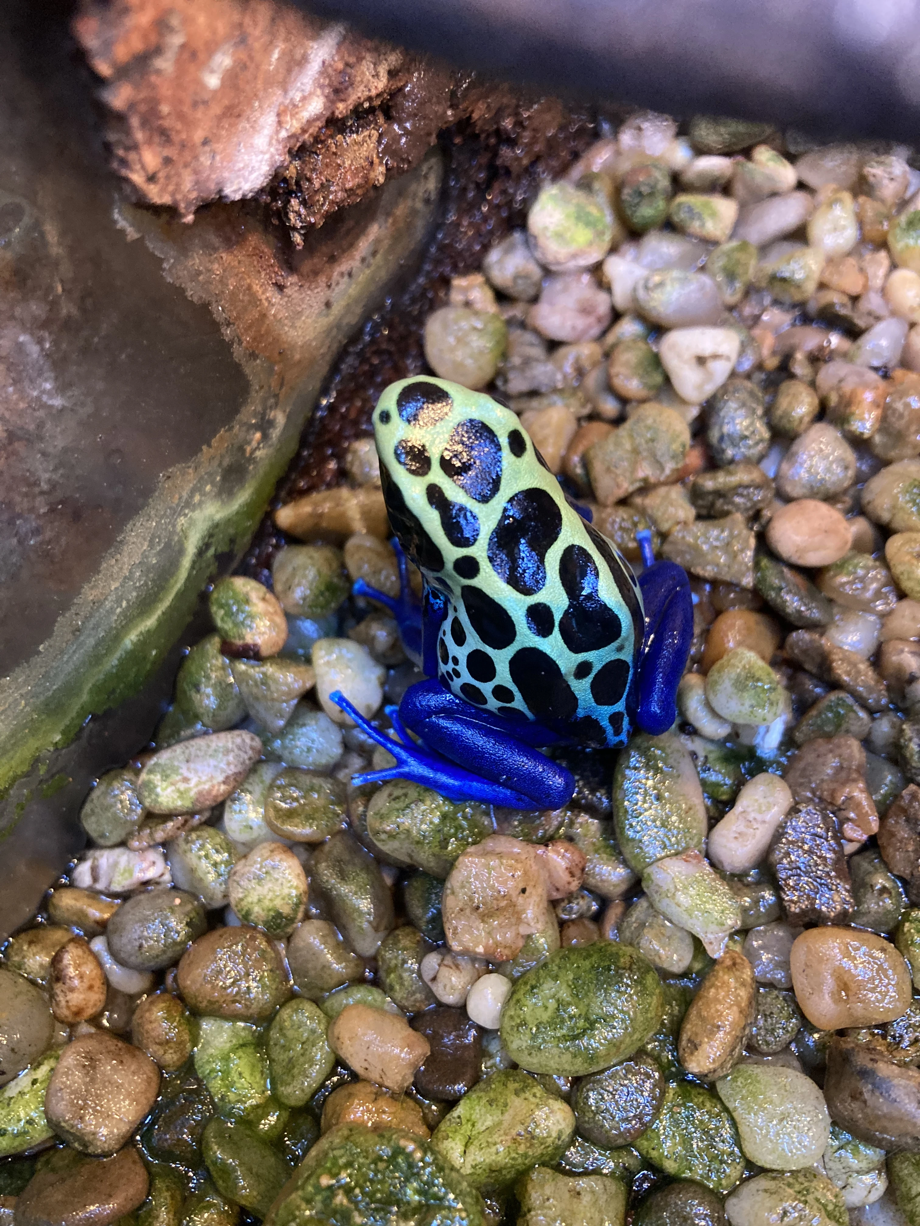Dendrobates tinctorius "Sipaliwini Green"