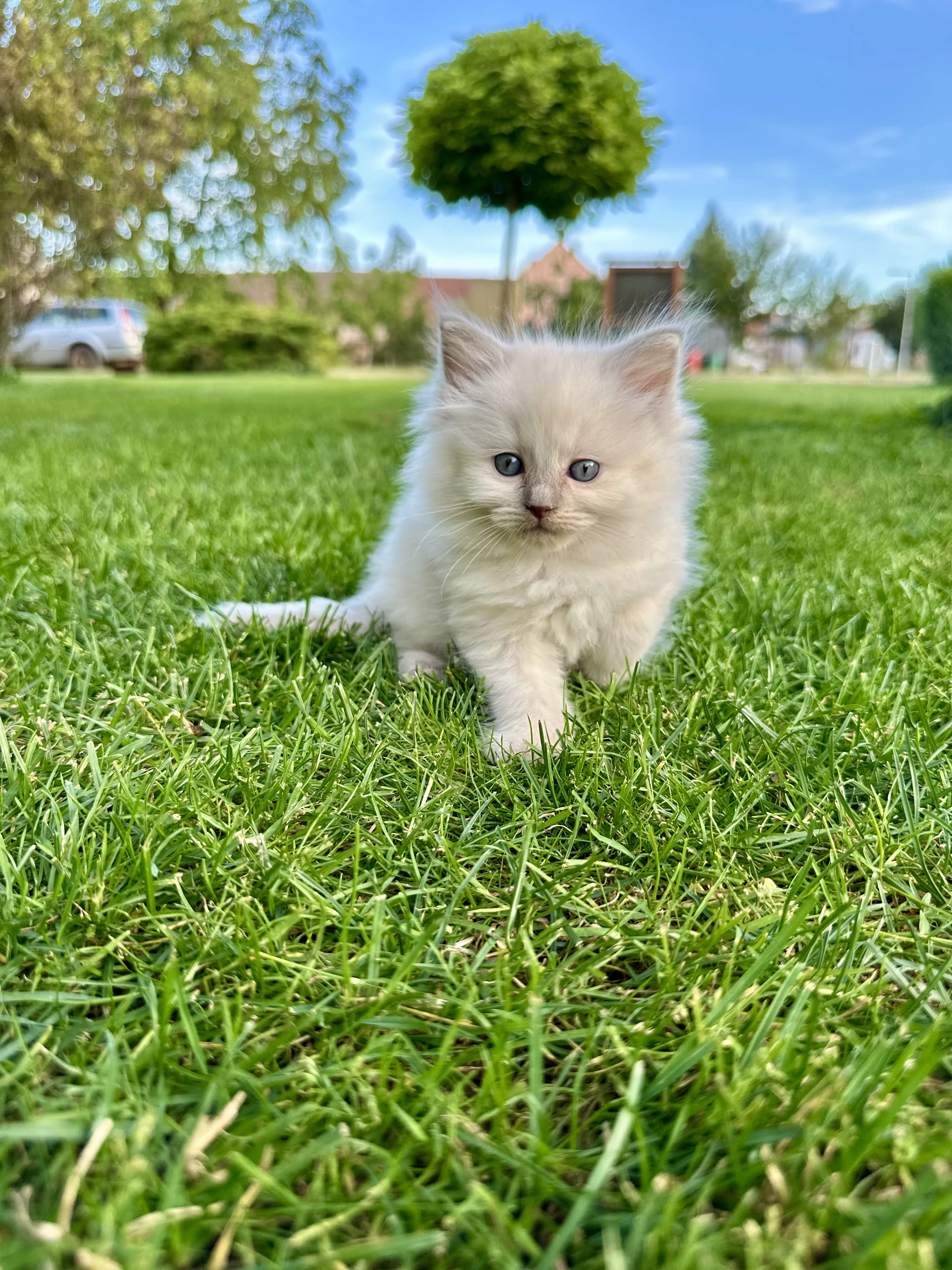 Ragdoll koťátka s Pp