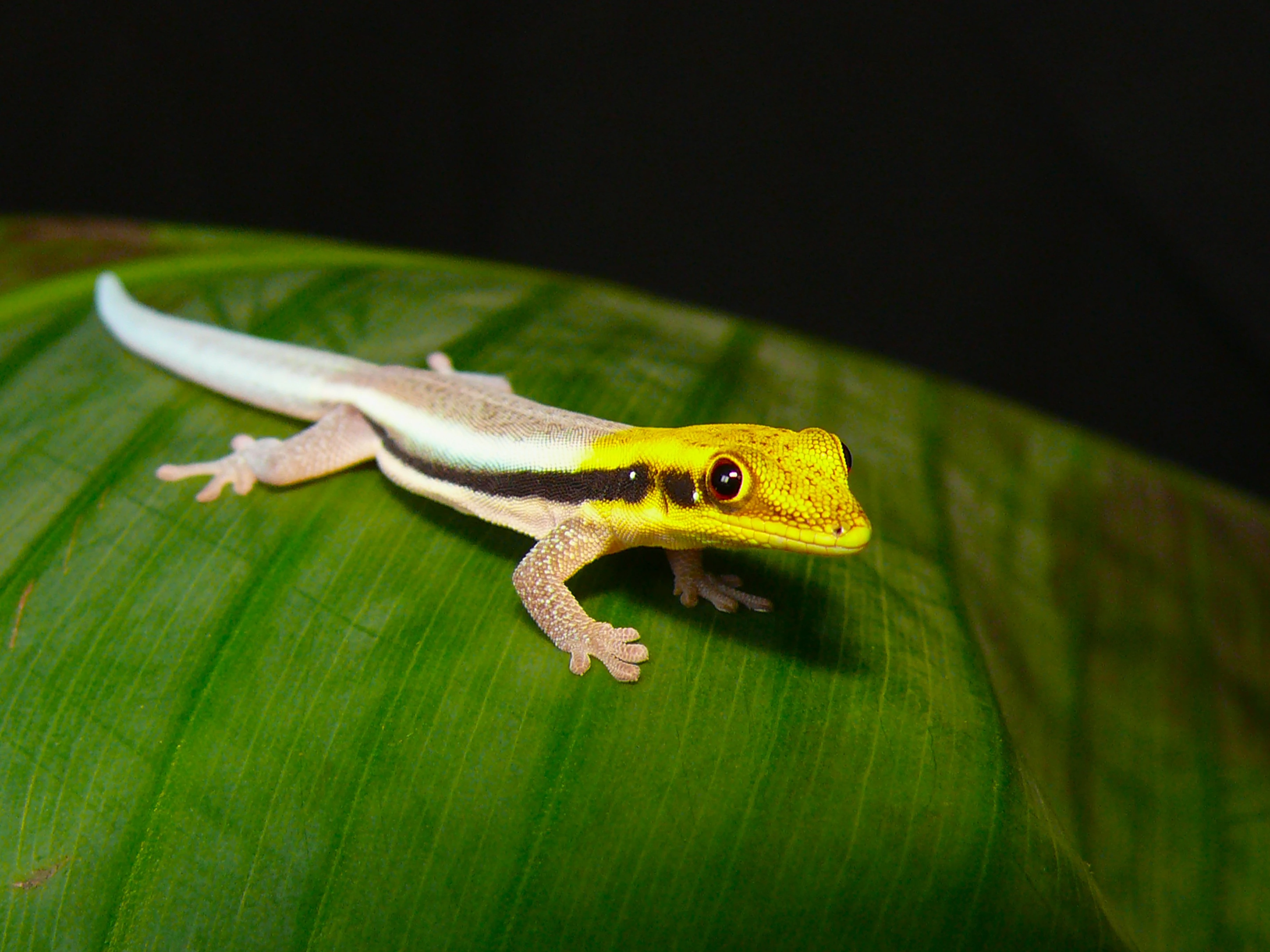 Phelsuma klemmeri,