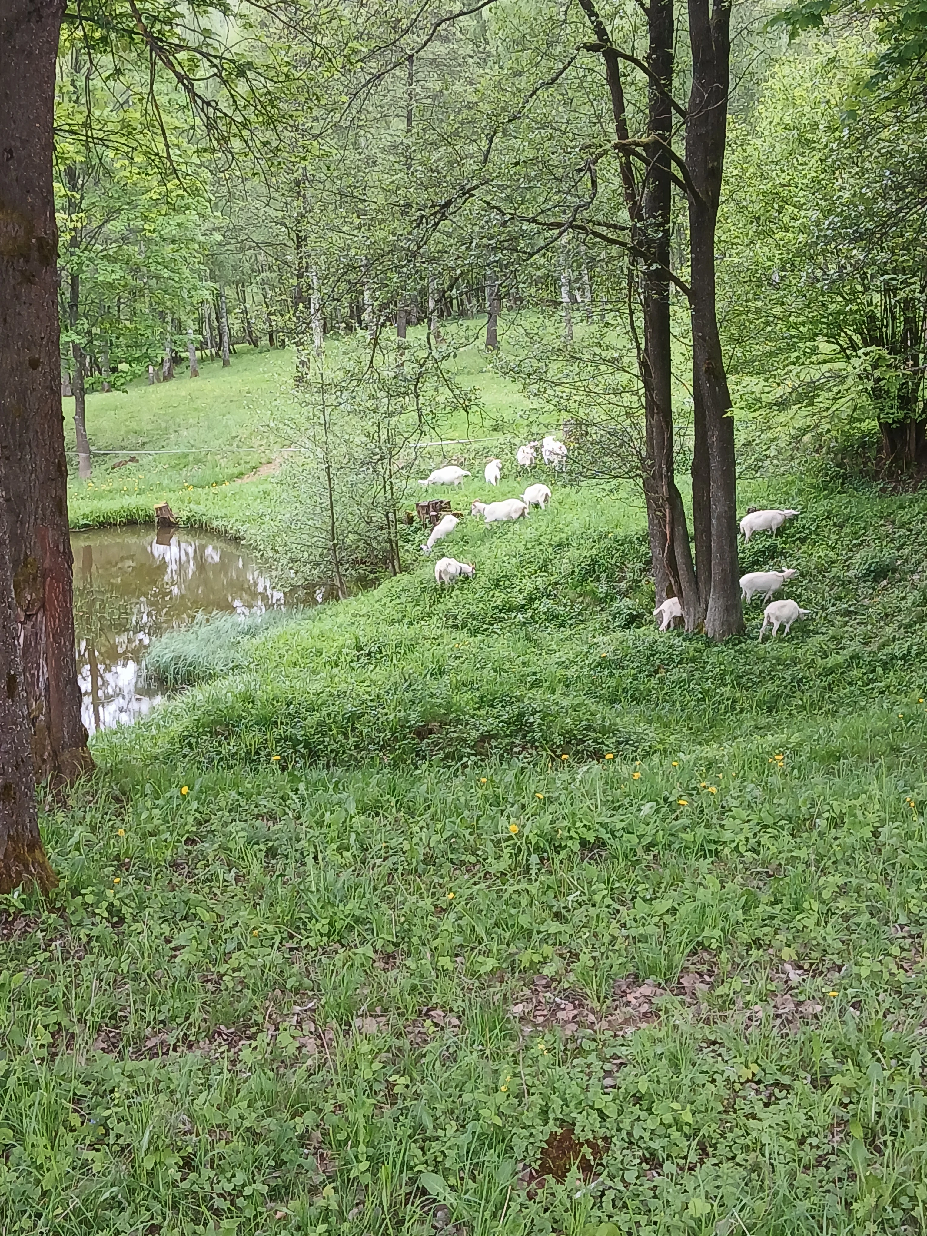 Prodám plemenného chovného kozla - plemene bílý kratkosrstý, bezrohý, linie ZUB,