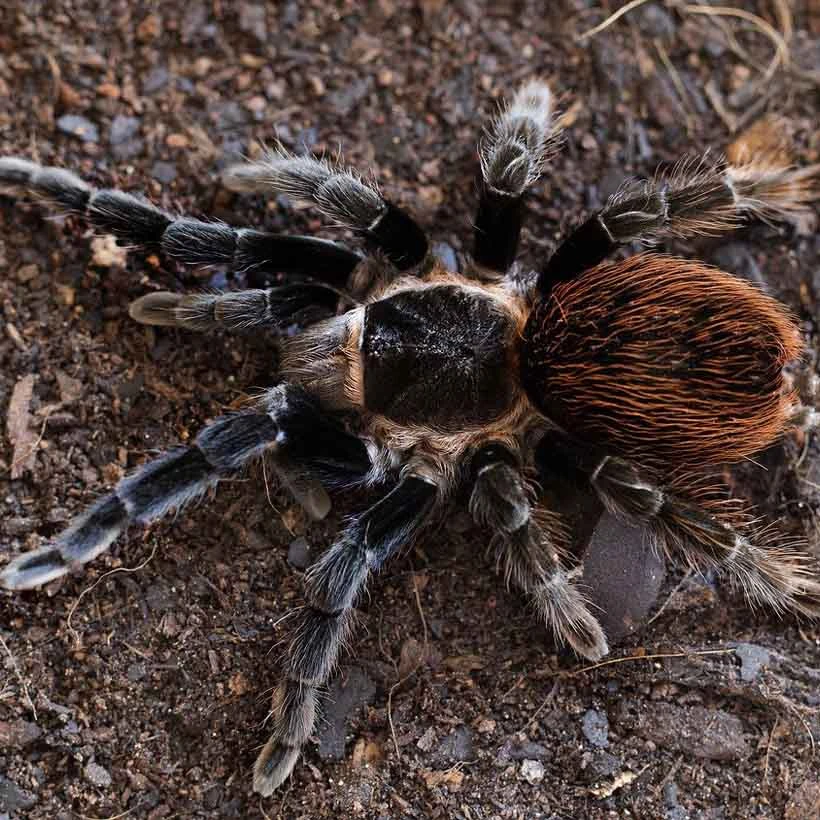Tliltocatl vagans slings