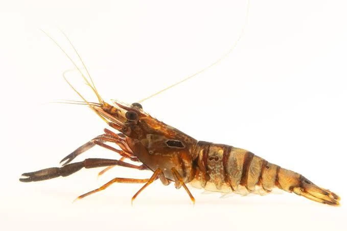 Macrobrachium asperulum
