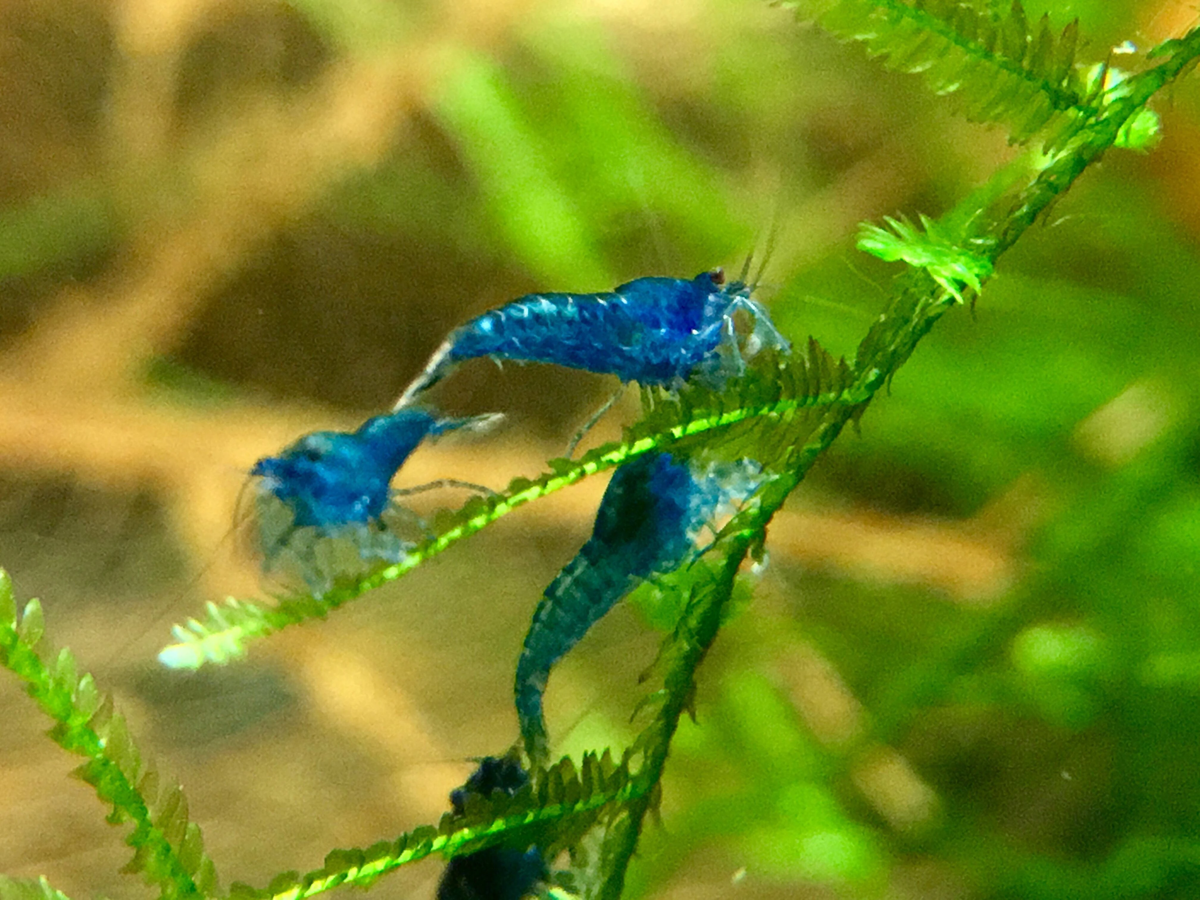 Neocaridina blue dream