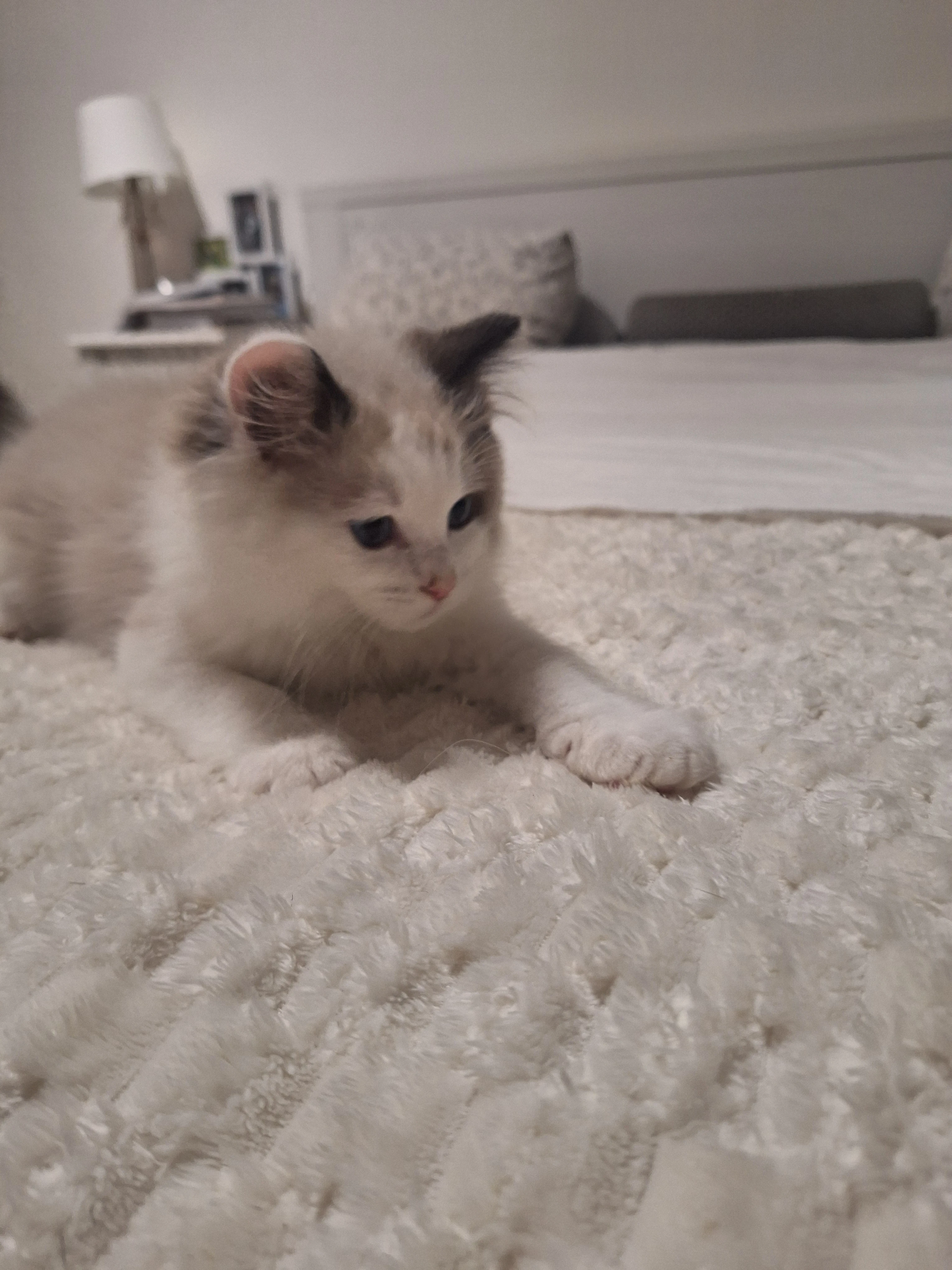Koťátka Ragdolls PP