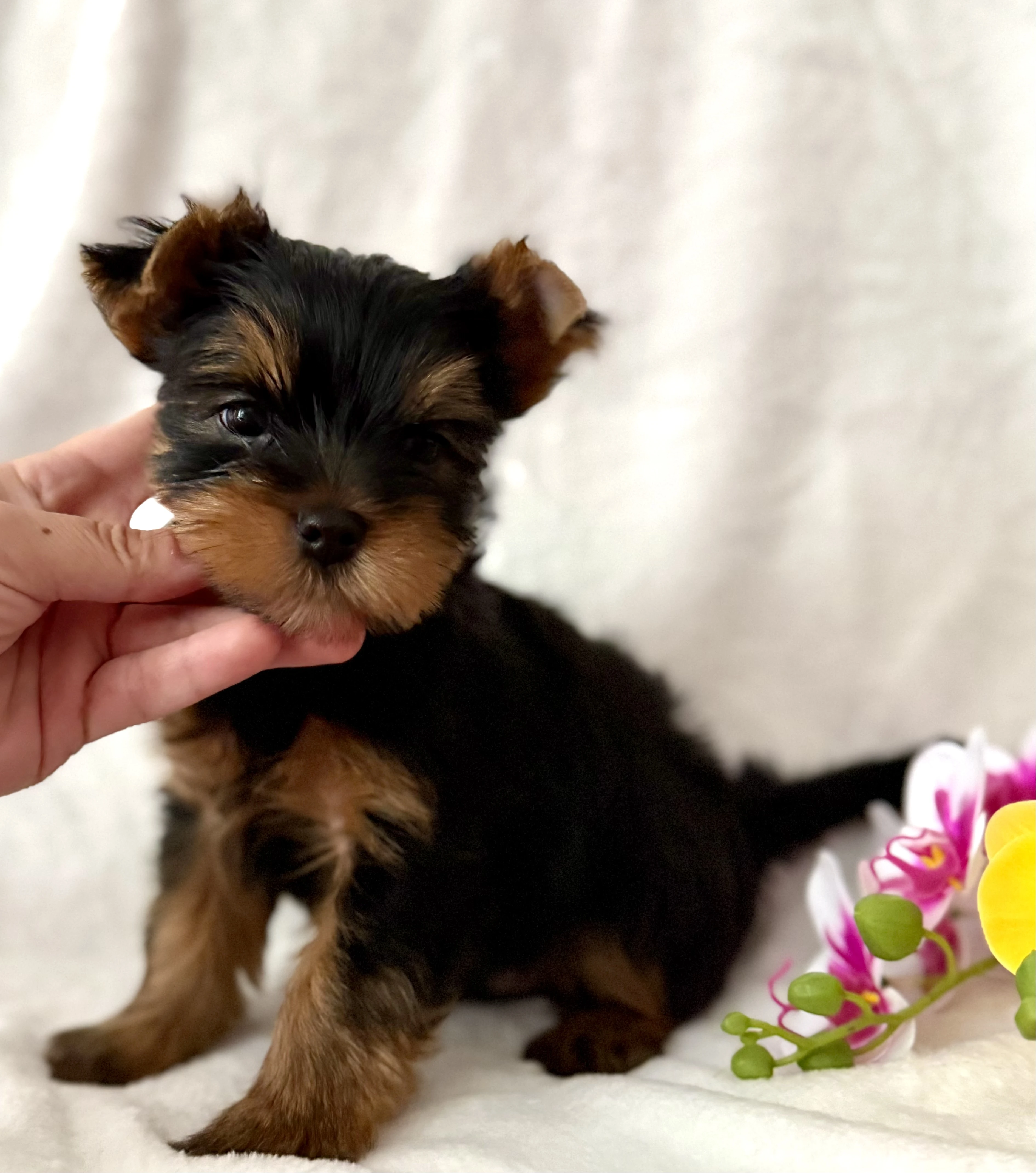 Jorkšírský teriér / Yorkshire Terrier