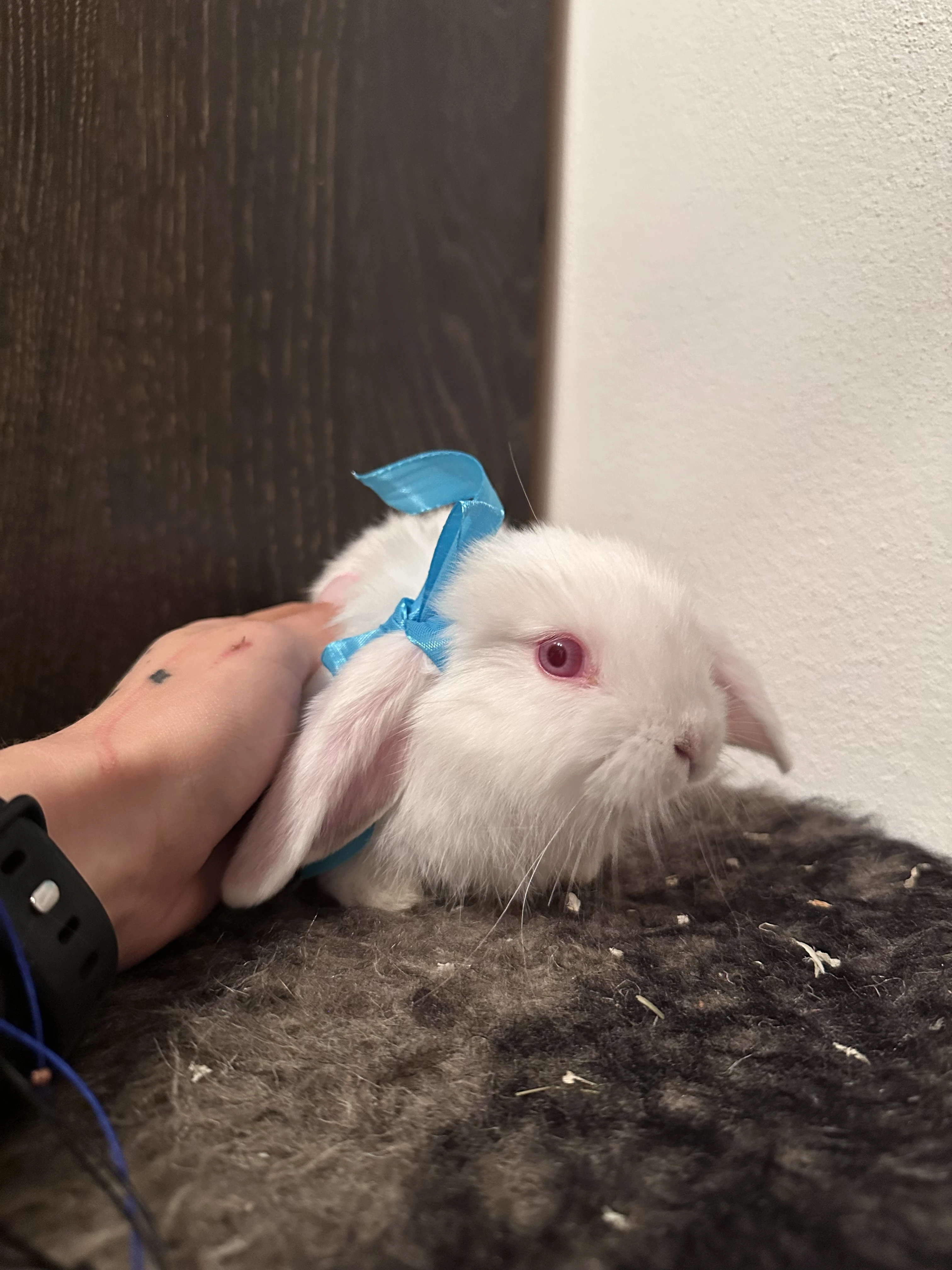 Zakrslý králík beránek- bílý samec