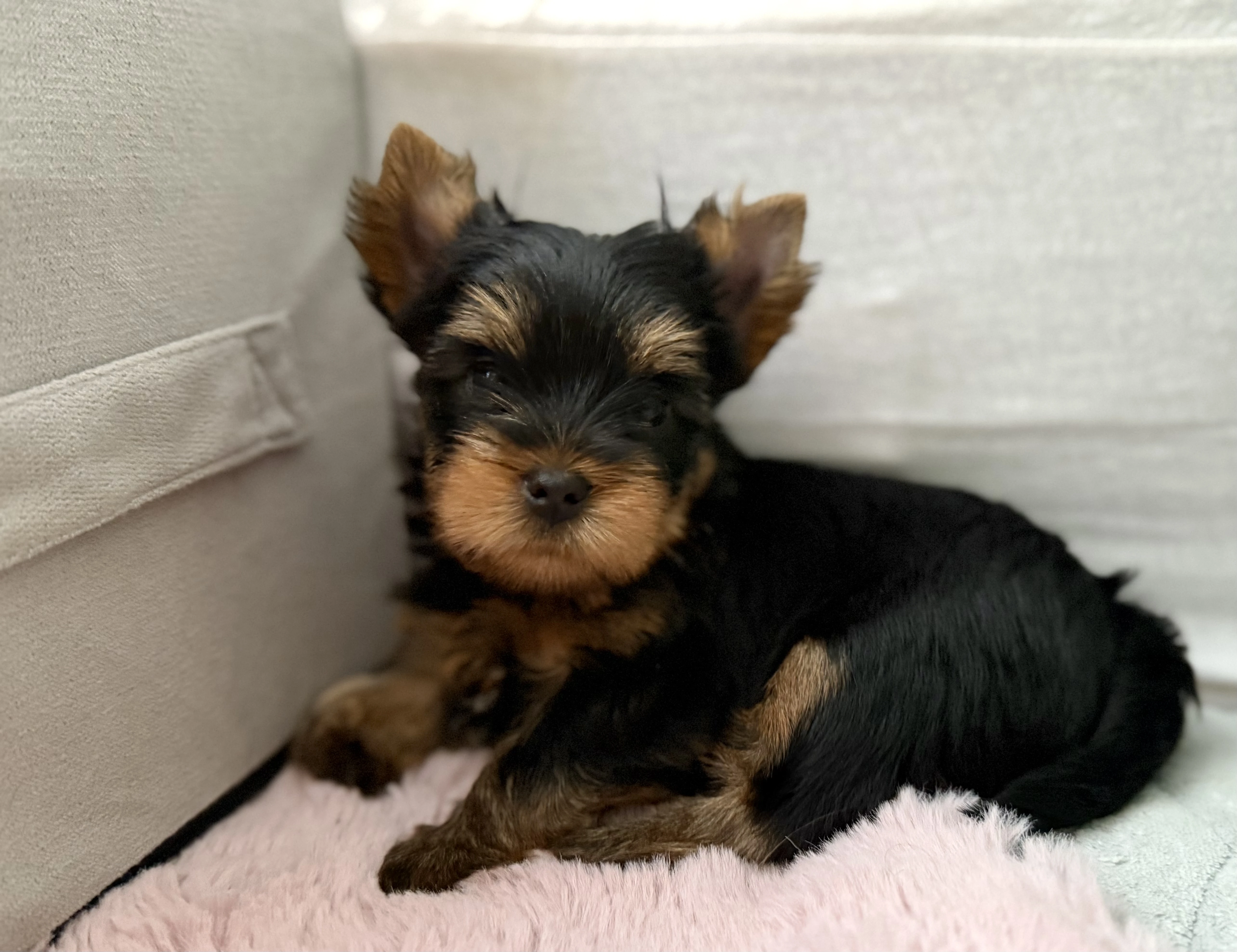 Jorkšírský teriér / Yorkshire Terrier