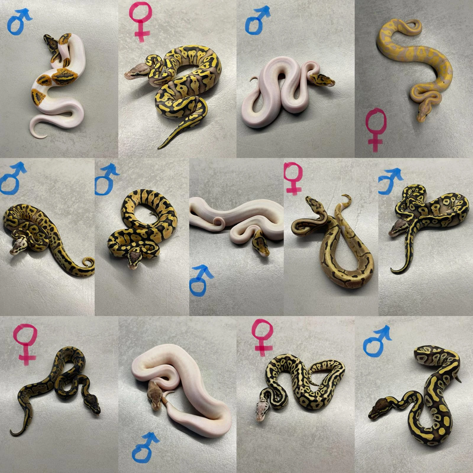 Krajty královské - Python regius