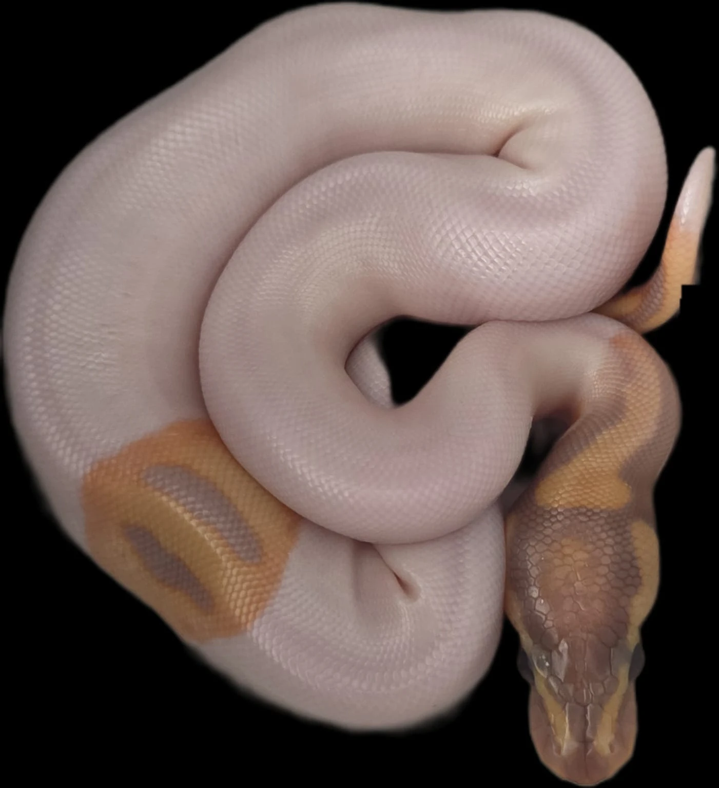 Python regius