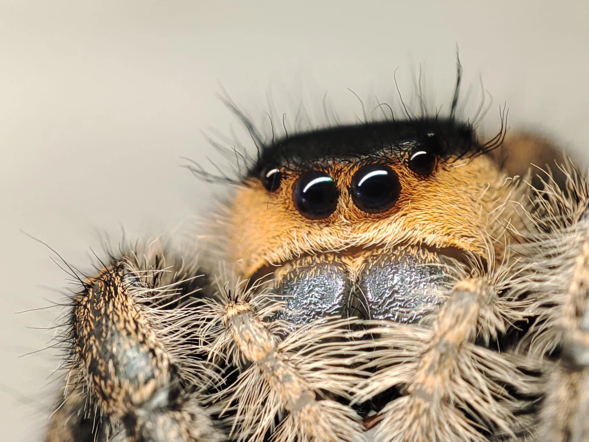 Phidiuppus regius - Skákavka královská
