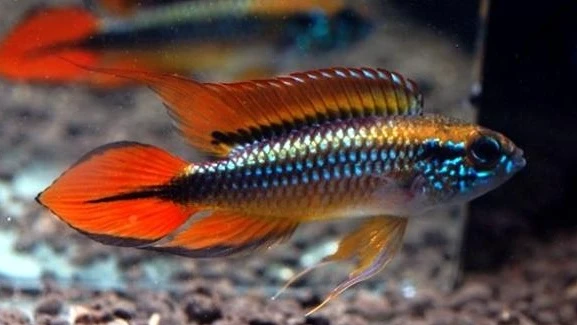 Cichlidka Agassizova „Double Red“ (Apistogramma agassizii var. Double Red)