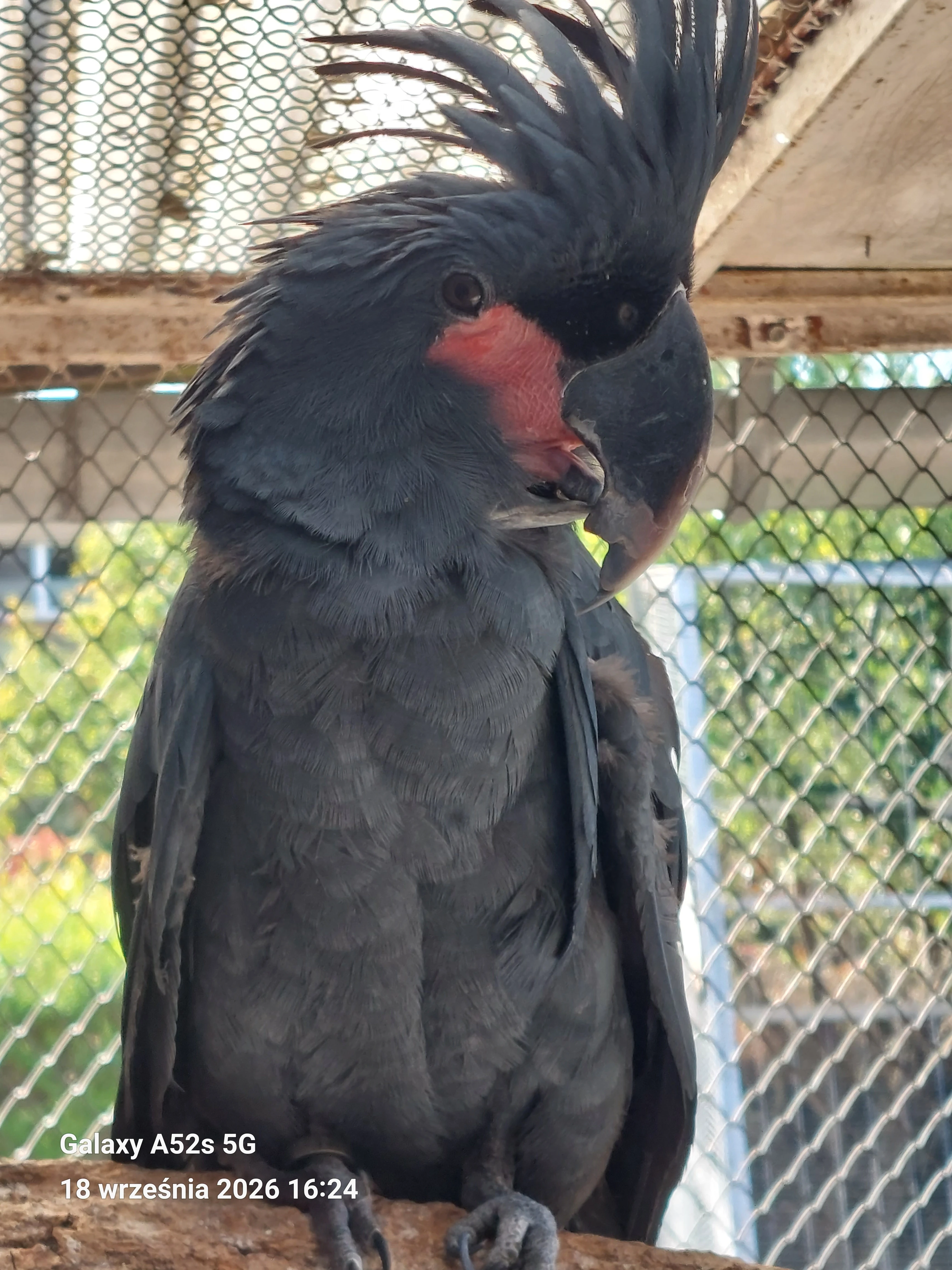 1.0 kakadu Palmovy