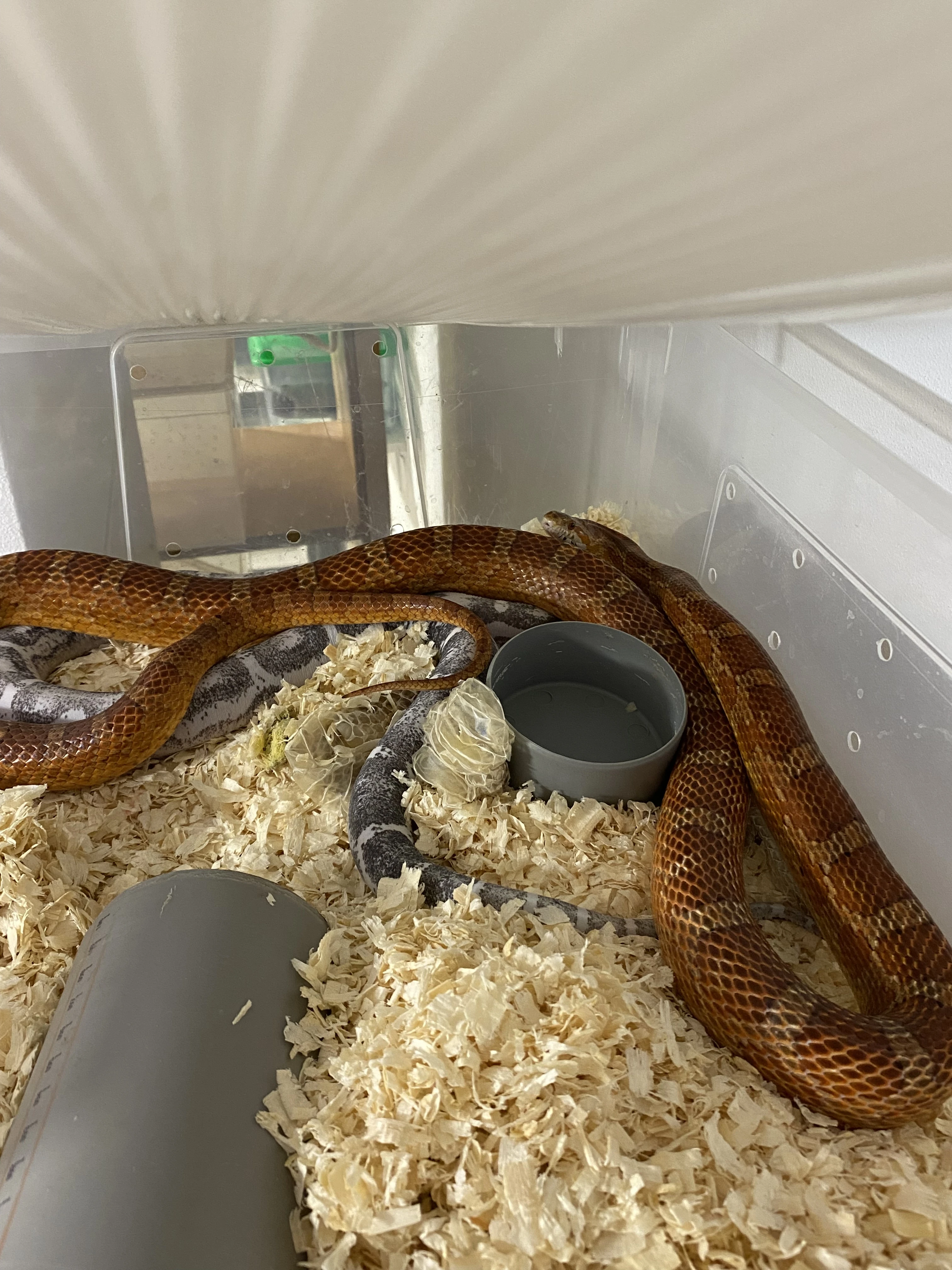 P. Guttatus Scaleless