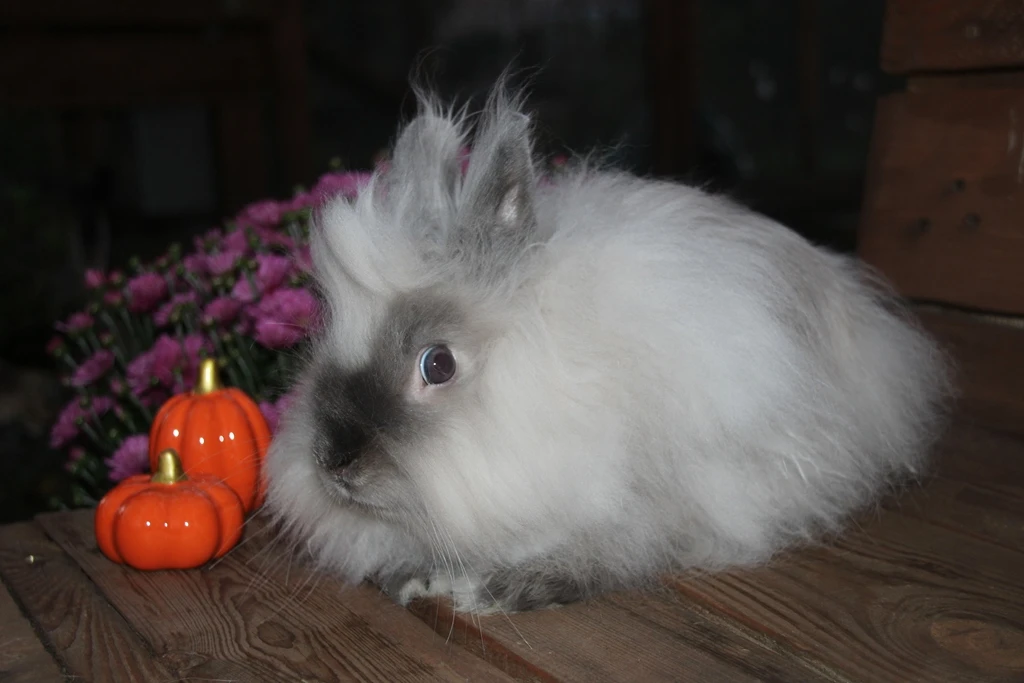 Teddy sameček