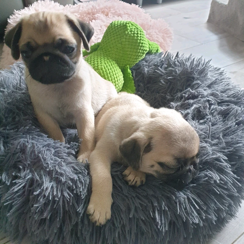 Jsou k dispozici štěňata mopsů.