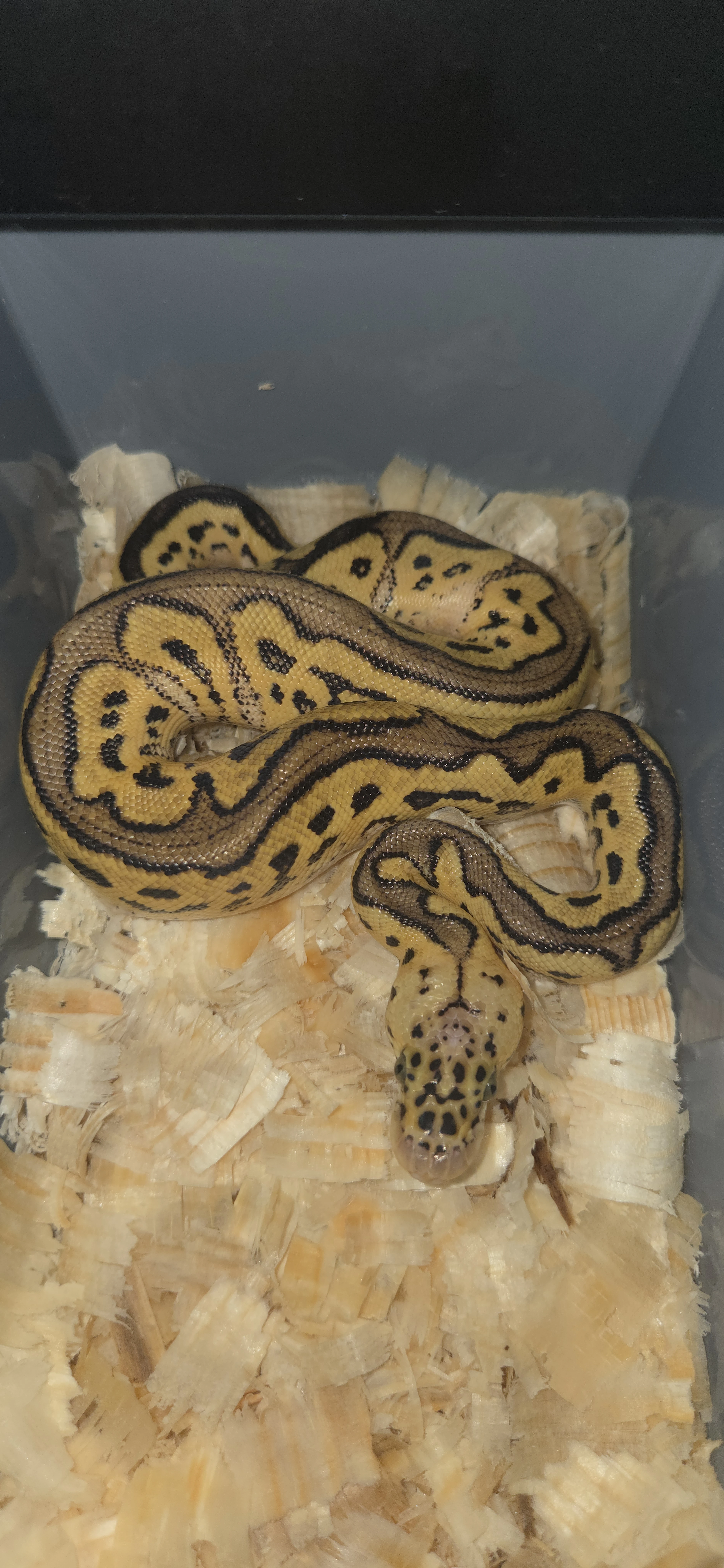 Python regius- krajta kralovska