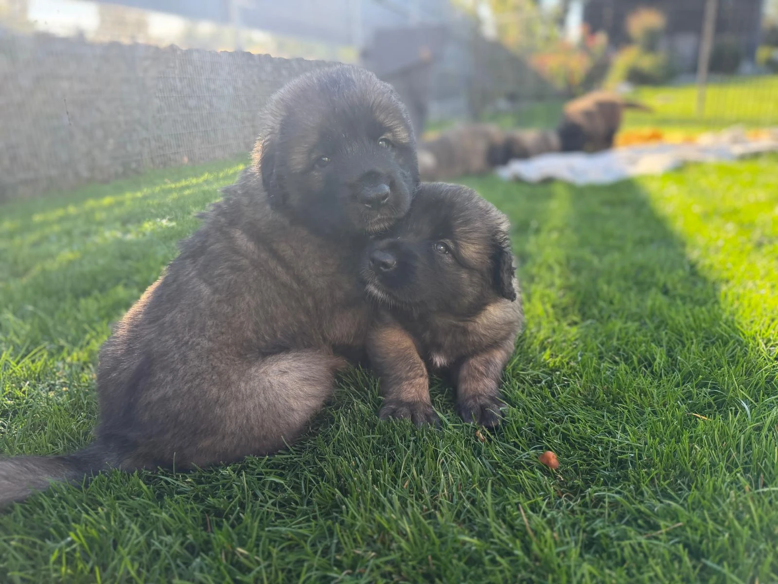 Leonberger s PP – krásné fenečky po šampionech 