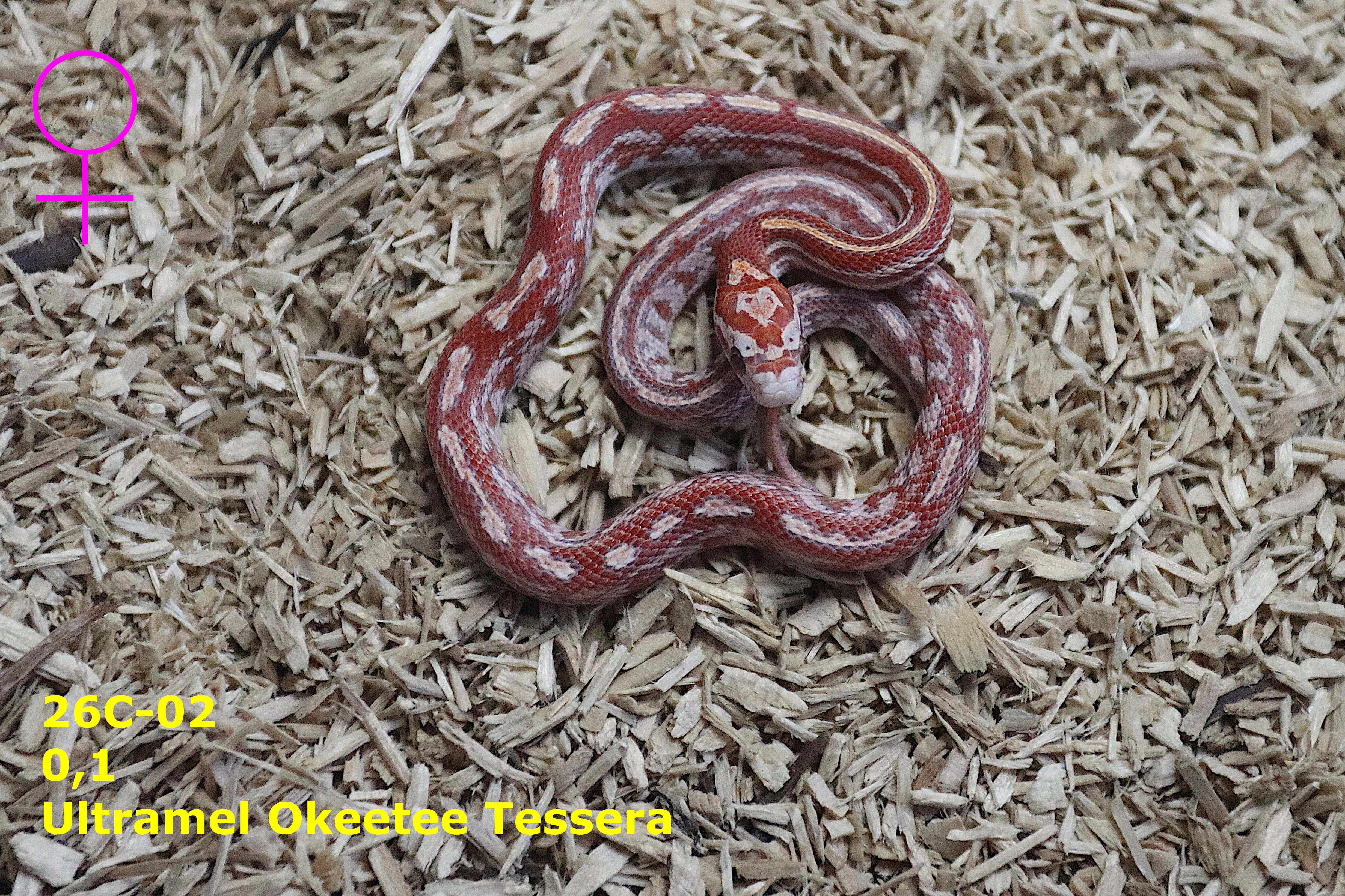 Užovka červená (P.guttatus) - Ultramel Okeetee Tessera  Reverse Okeetee Tessera
