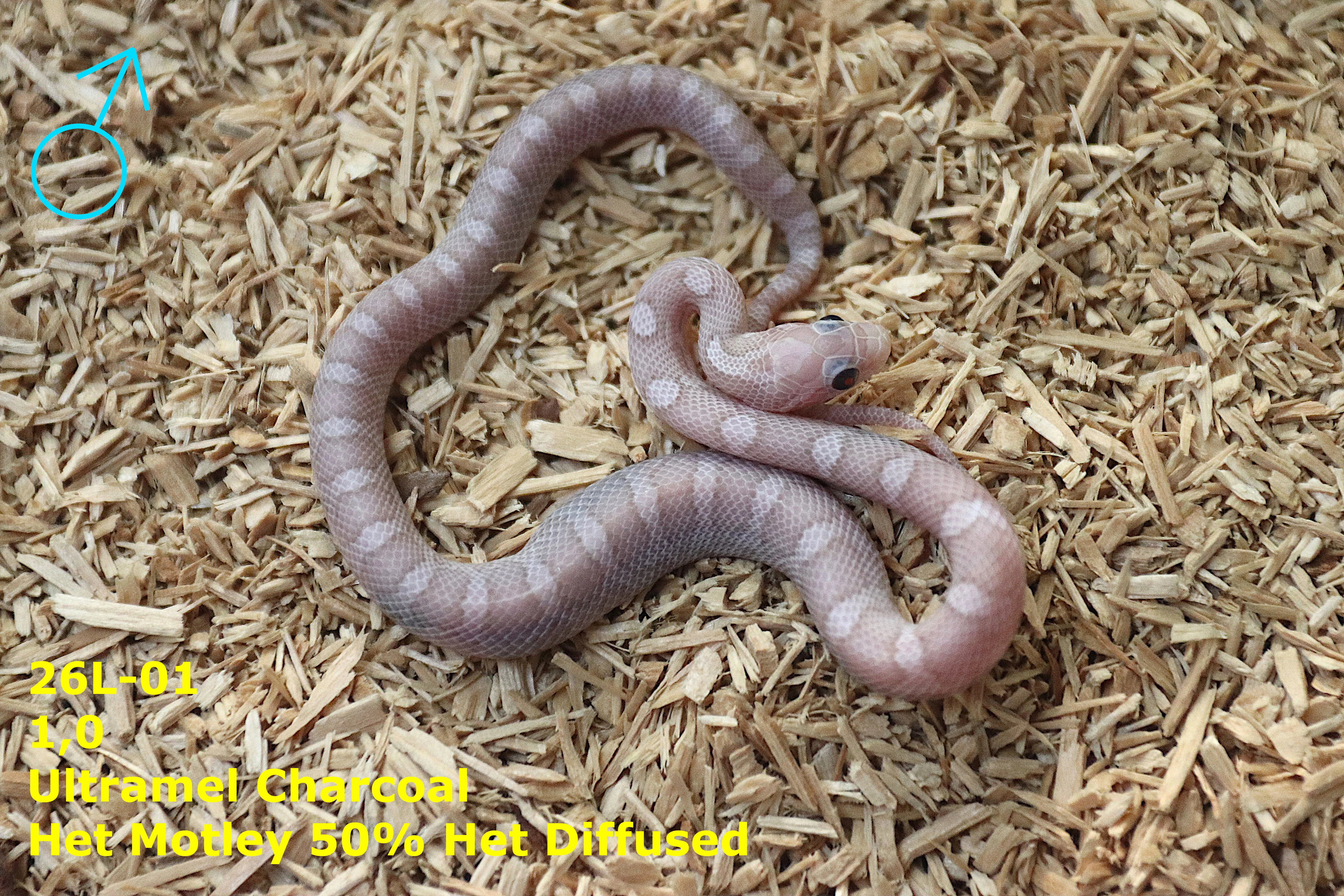 Užovka červená (P. guttatus) - Ultramel Charcoal  Blizzard