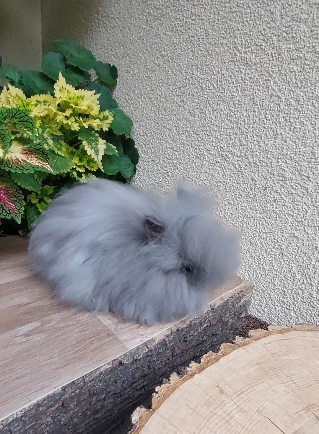 Zakrslý králík TEDDY - samička