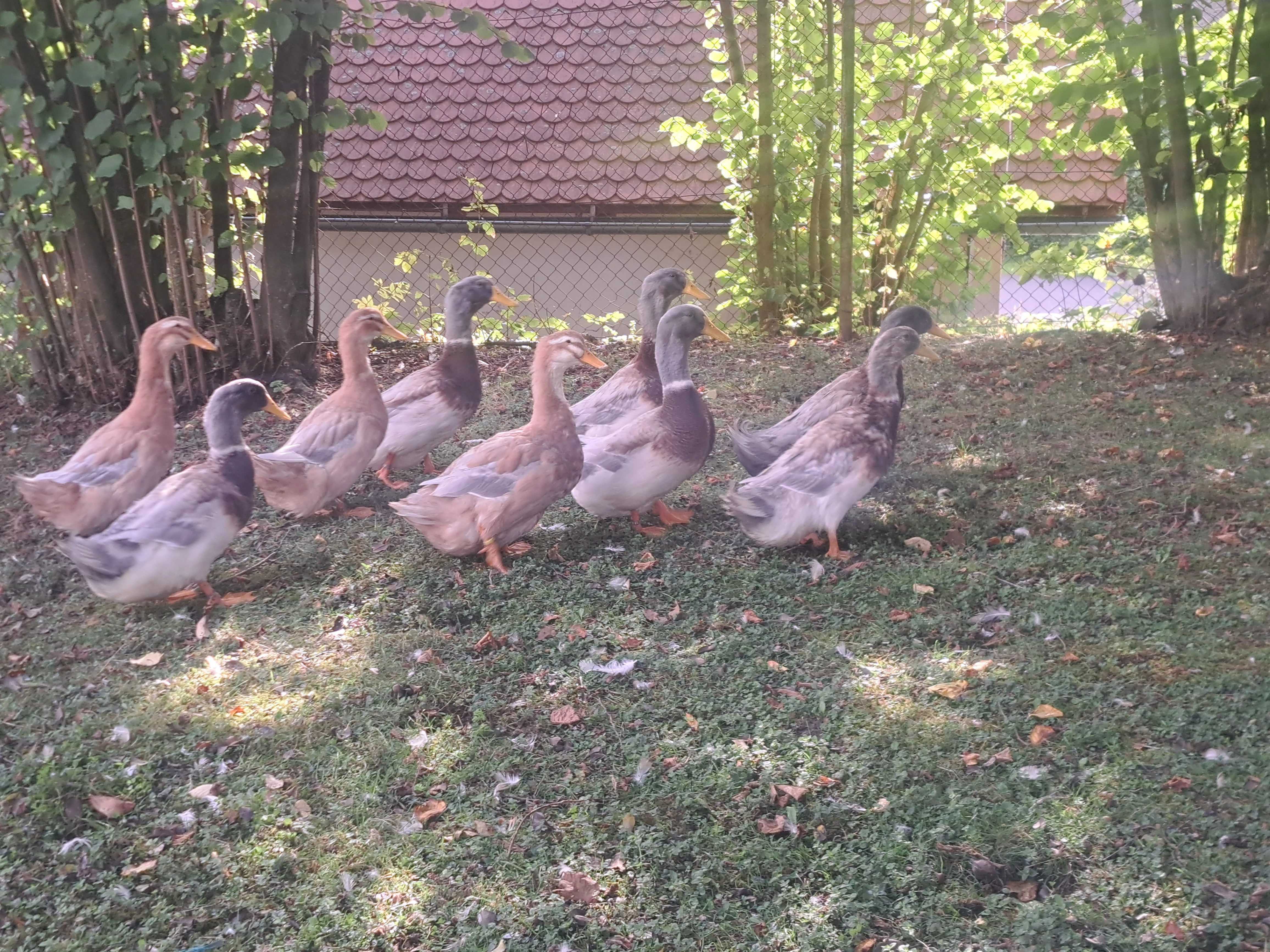 Prodám kačery kachny saské