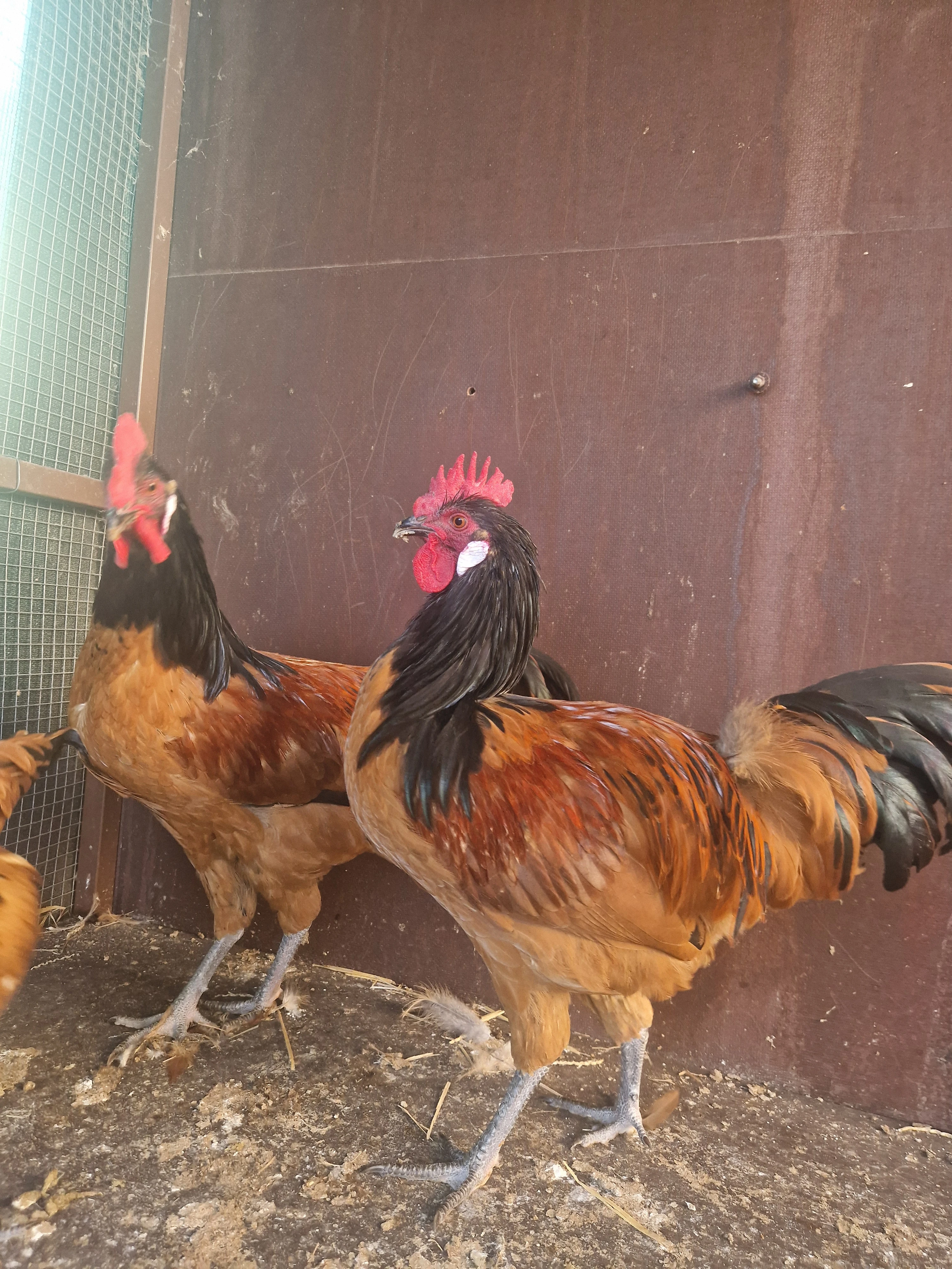 3 hodny kohouti