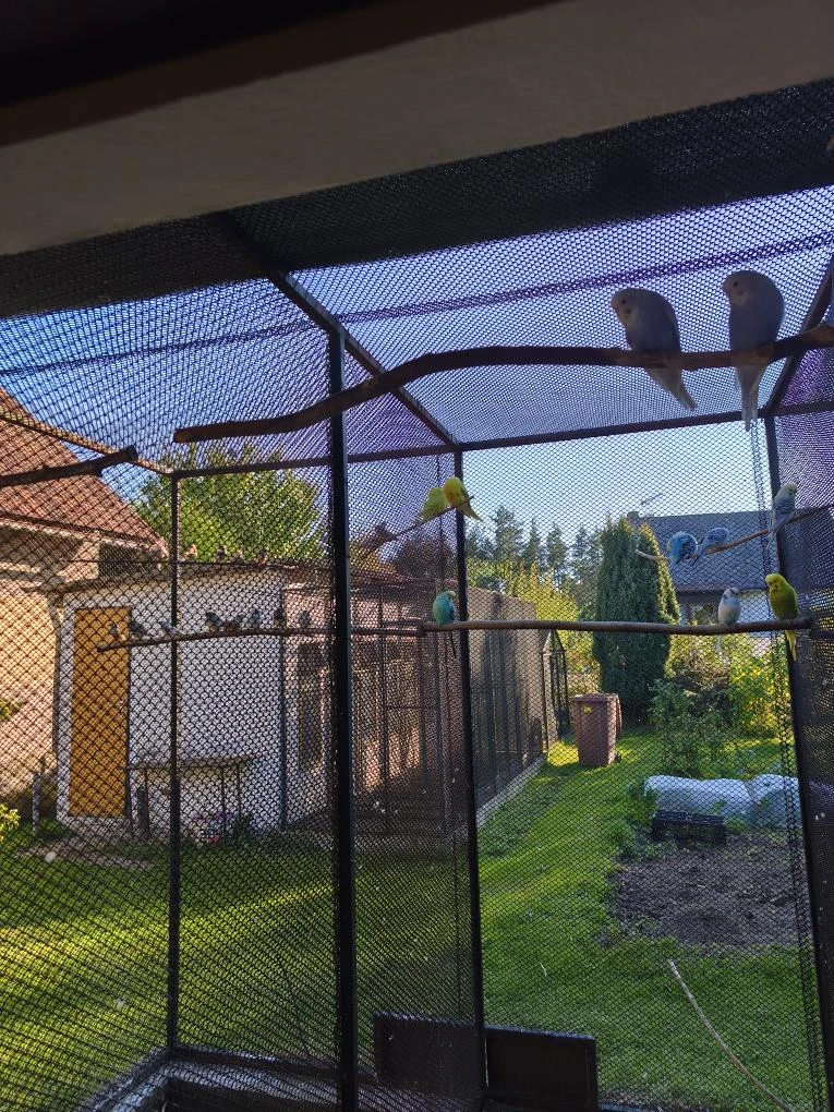 Prodám andulky