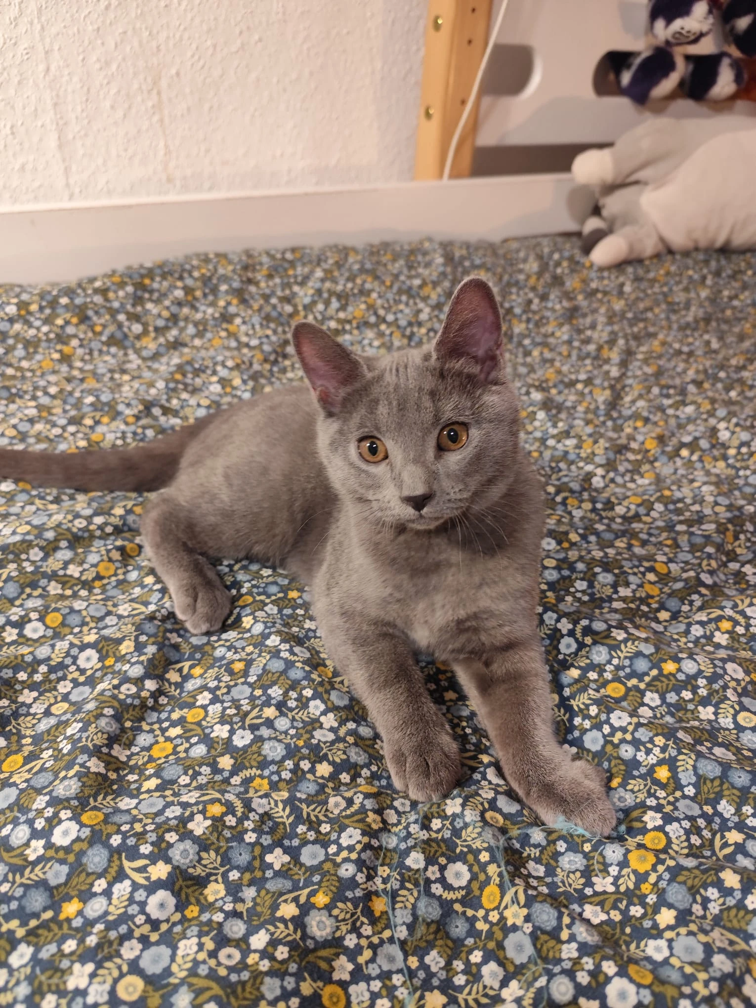 Kartouzská koťátka Chartreux s PP ihned k odběru.