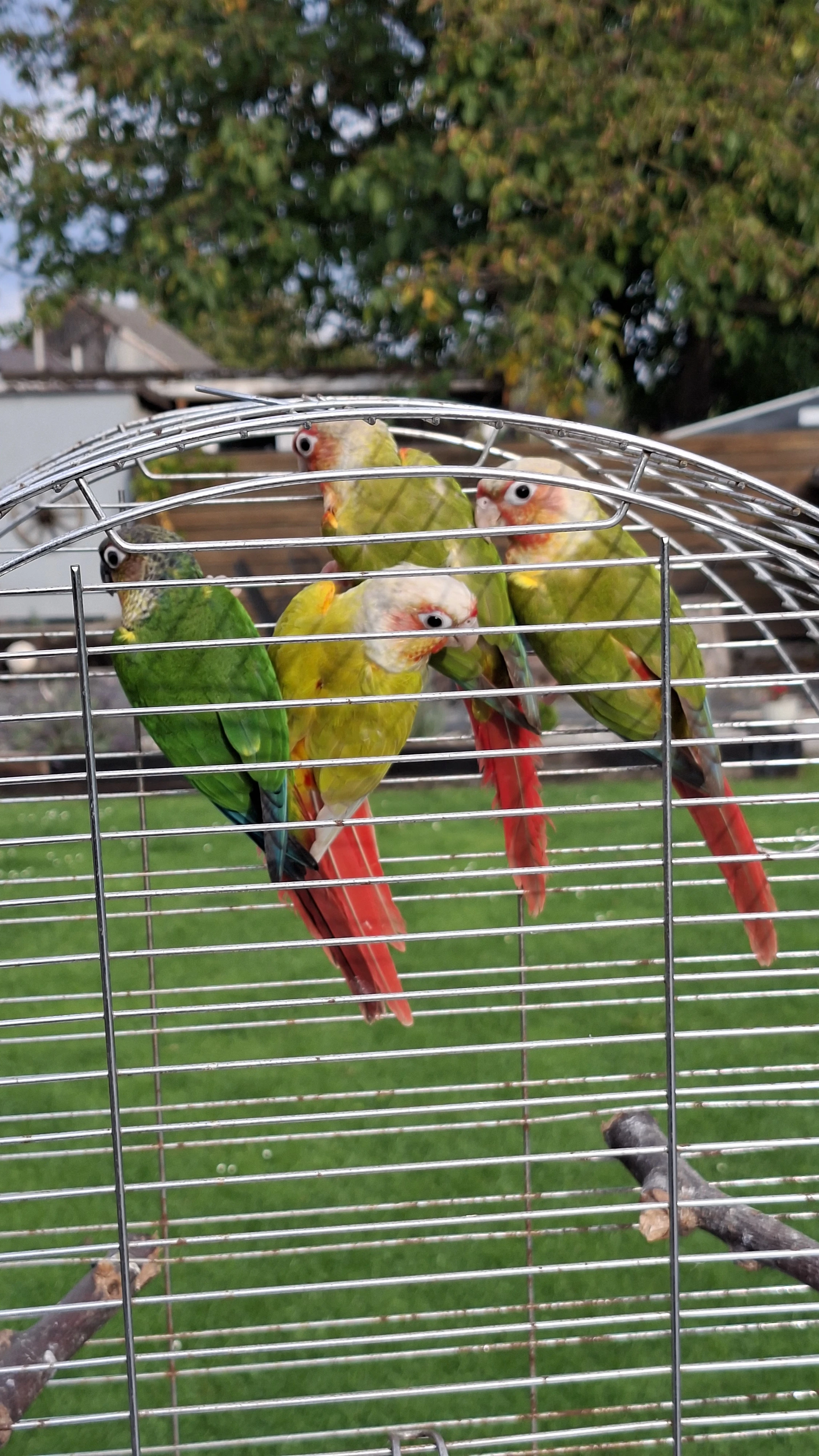 Pyrura zelenolící