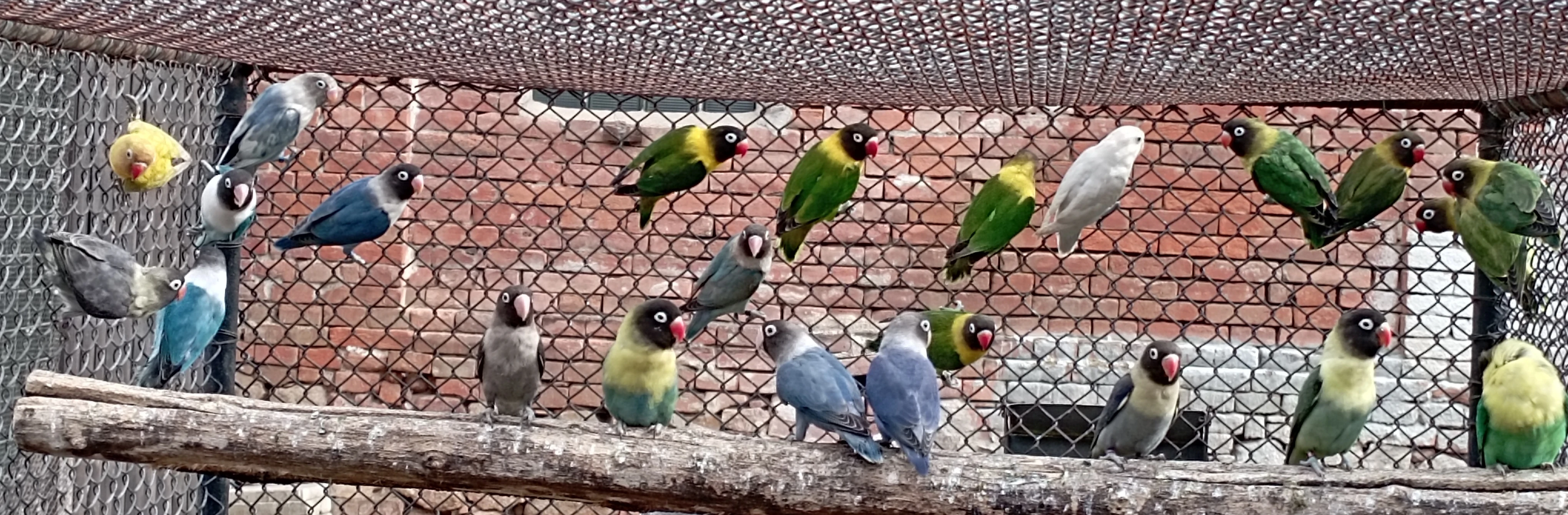 Agapornis škraboškový