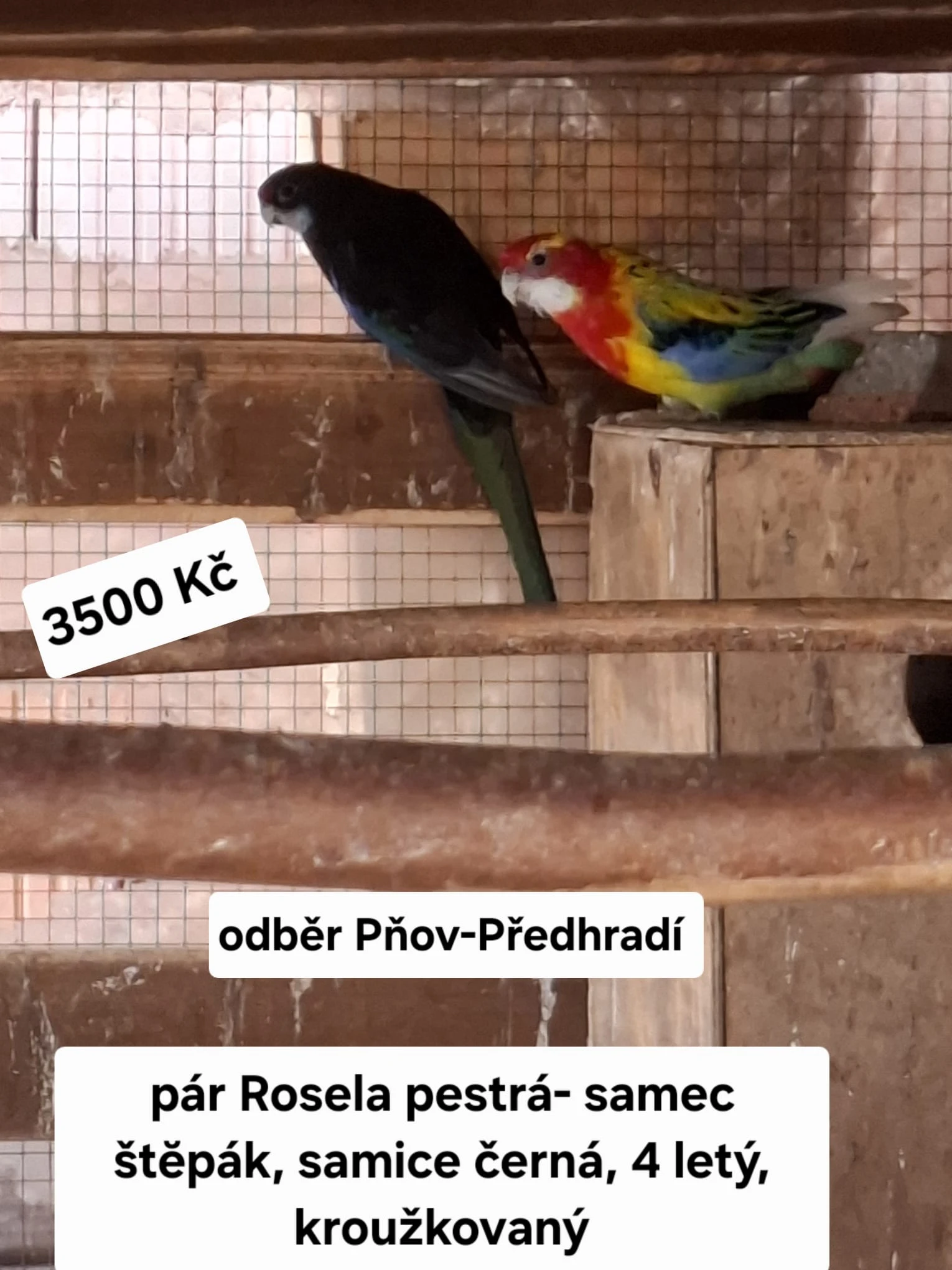 Rosela pestrá samec stěpák a samice černá ( pár)