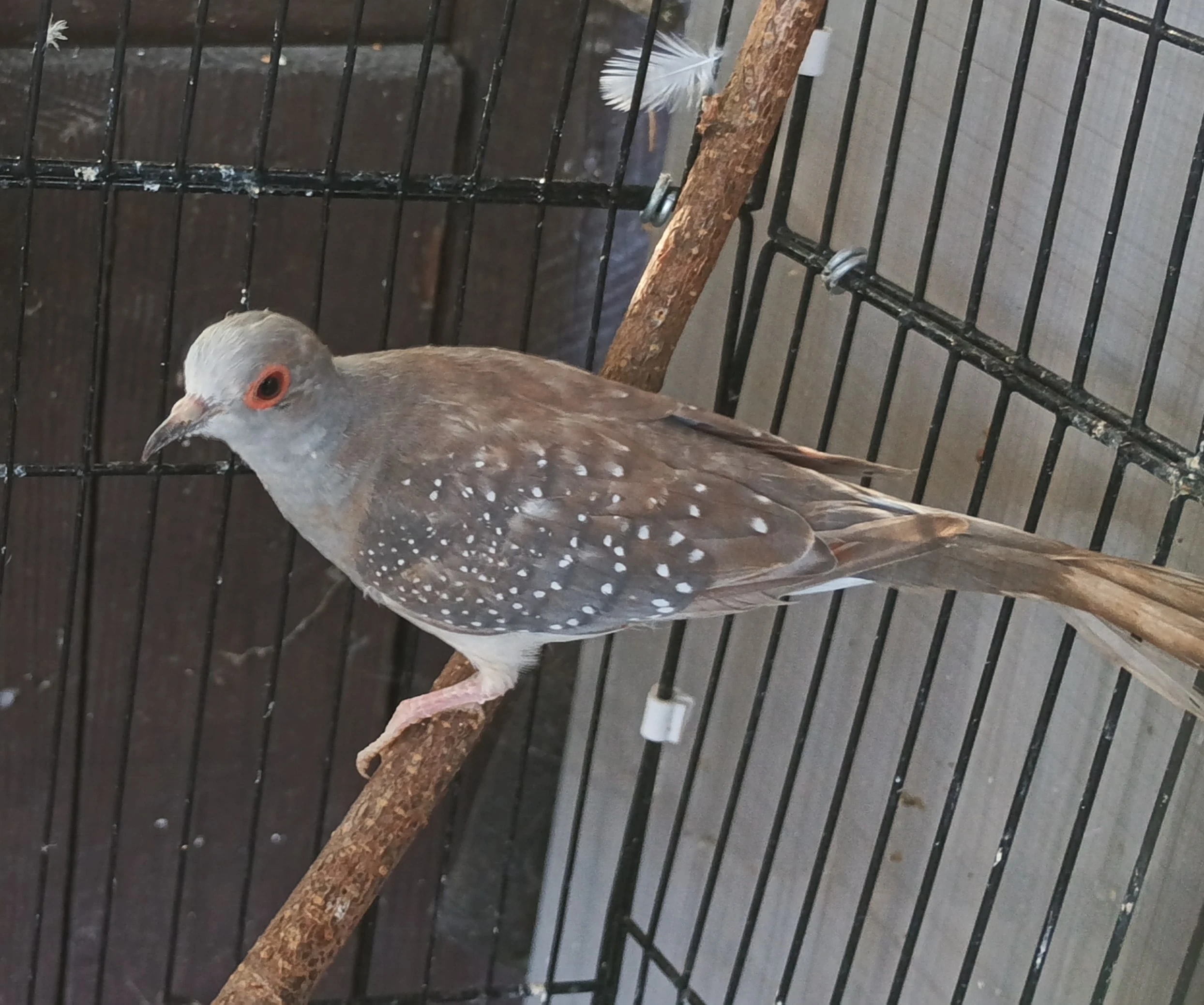 Holoubek diamantový