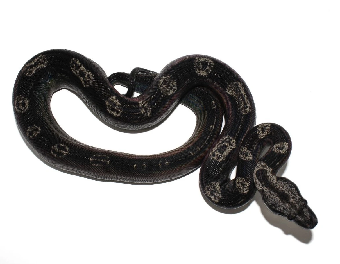 Koupím IMG Anery Motley Boa imperator.