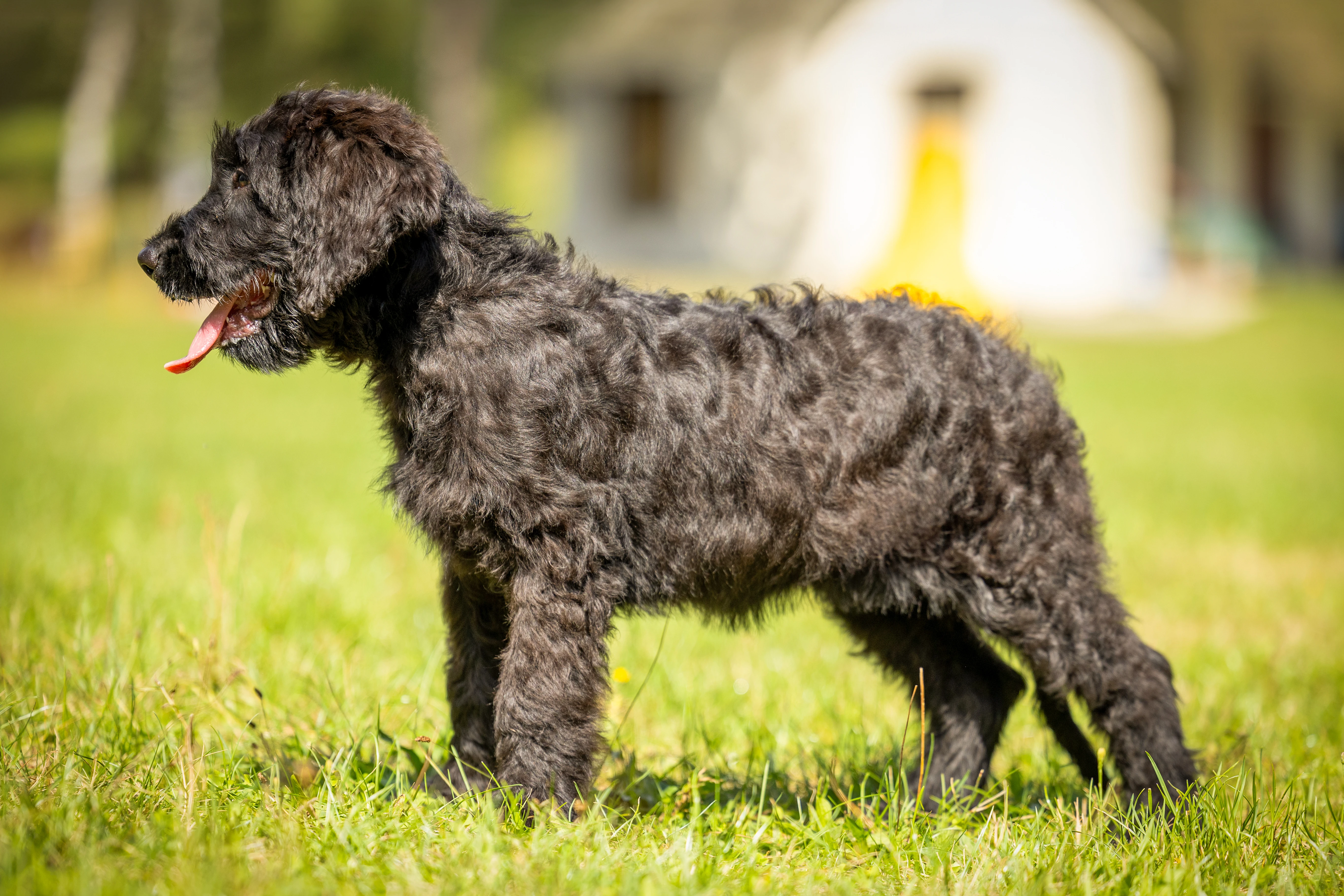 Briard