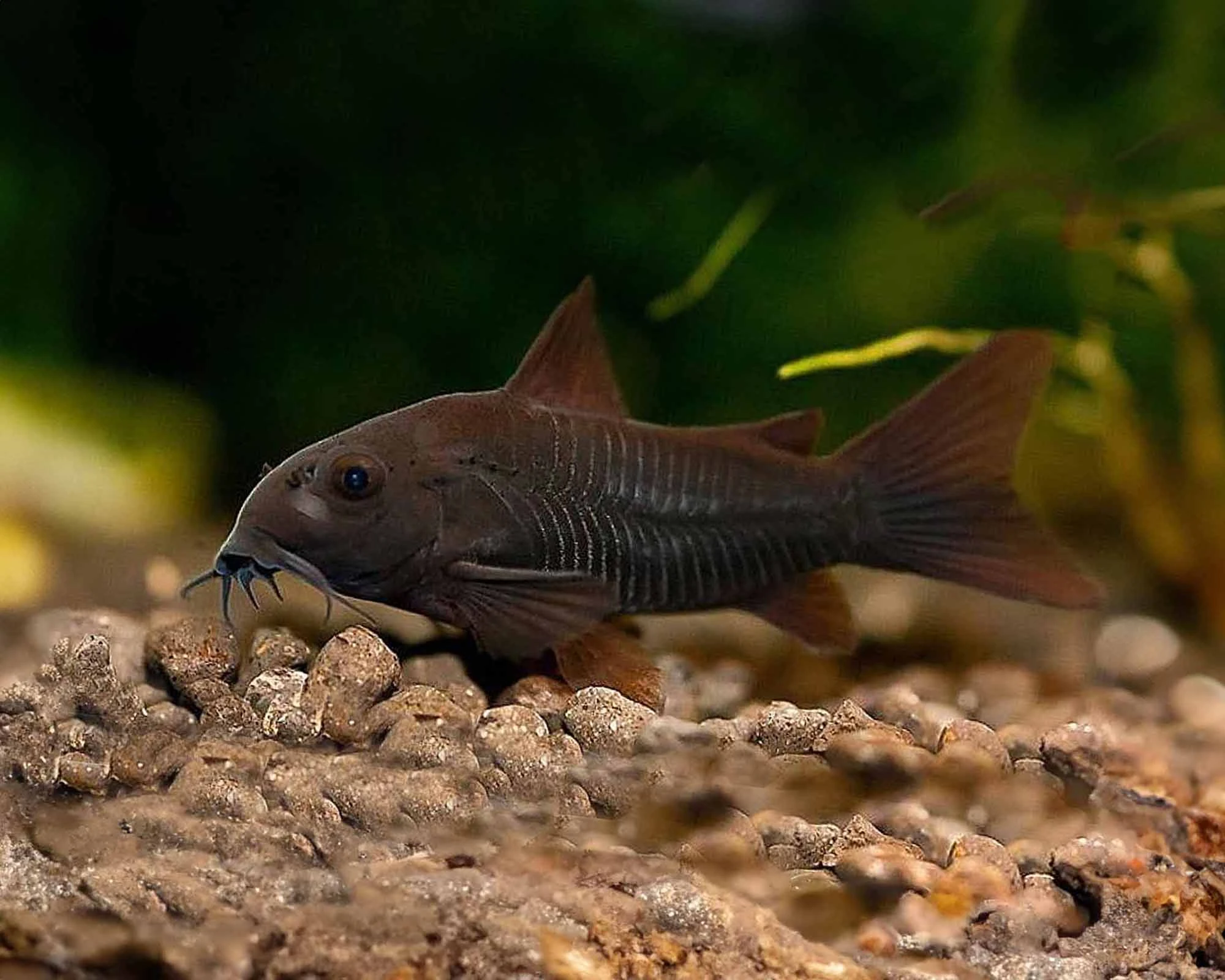 Corydoras Venezuela black