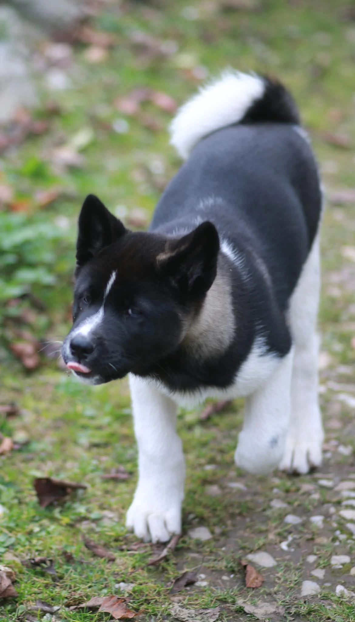 Americká akita