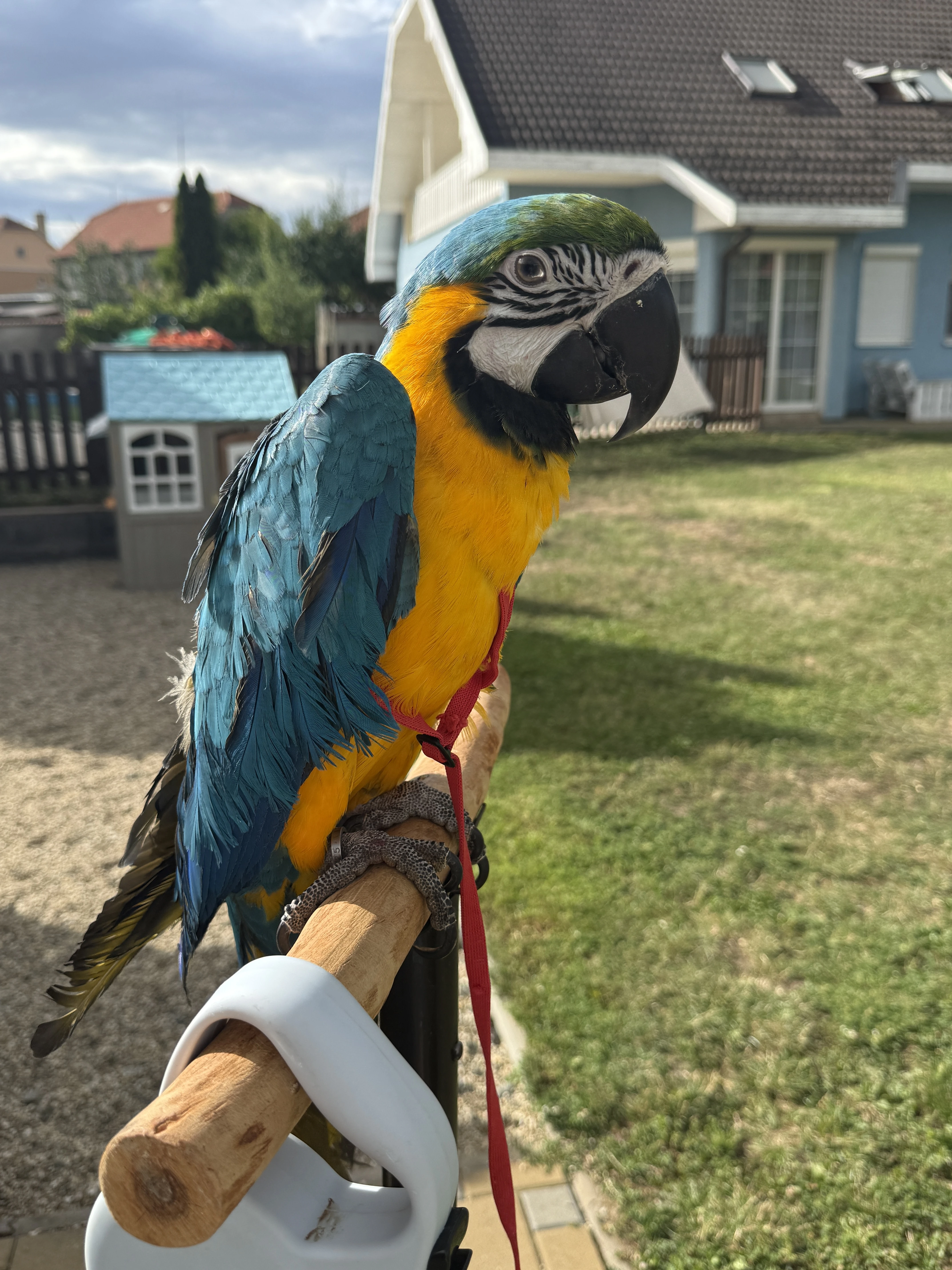 Ara ararauna
