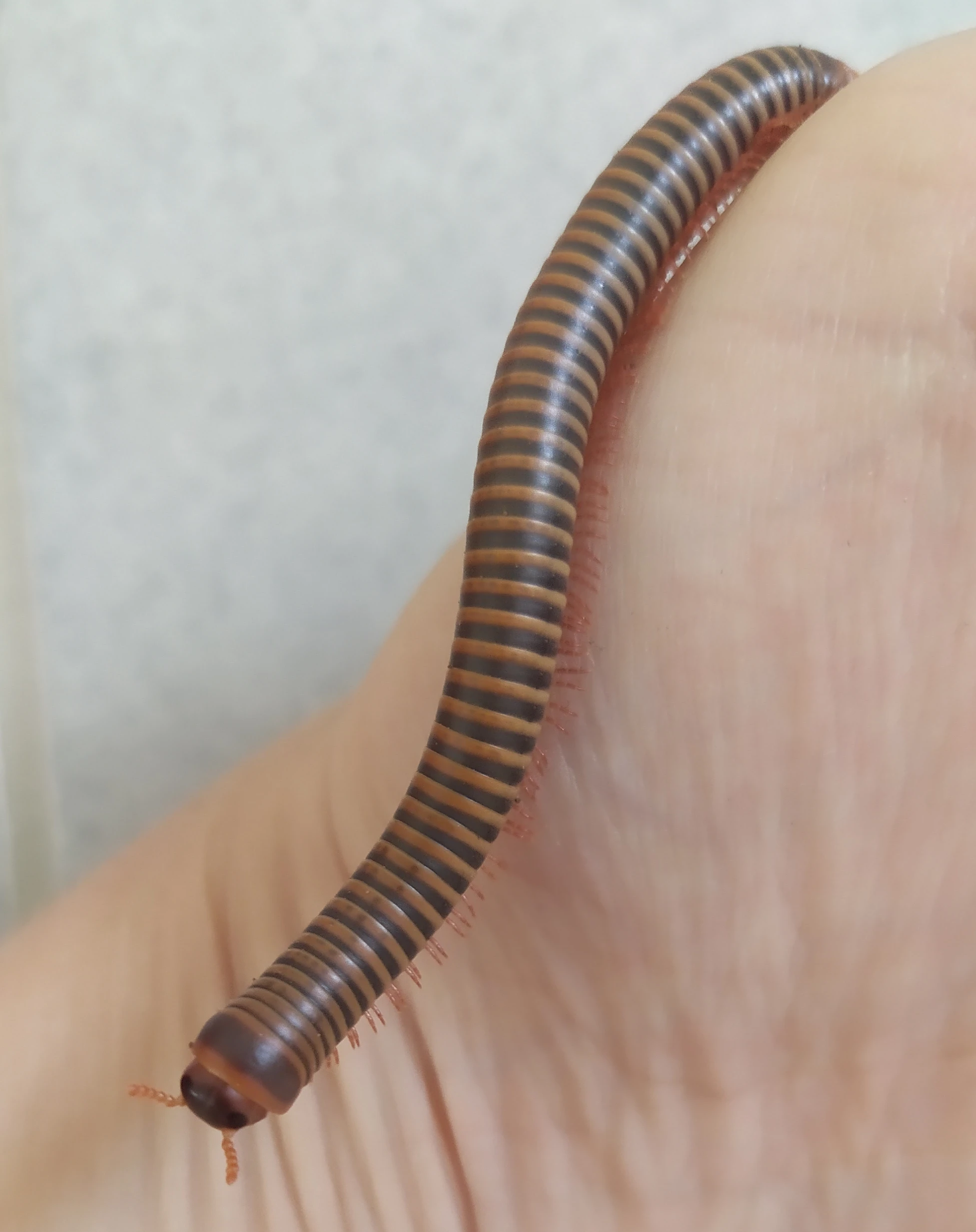 Mnohonožky Atopochetus spinimargo a Telodeinopus aoutii, isopody