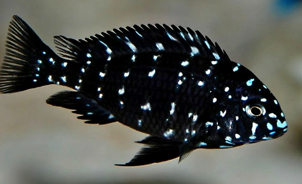 Tlamovci Tanganyika Tropheus