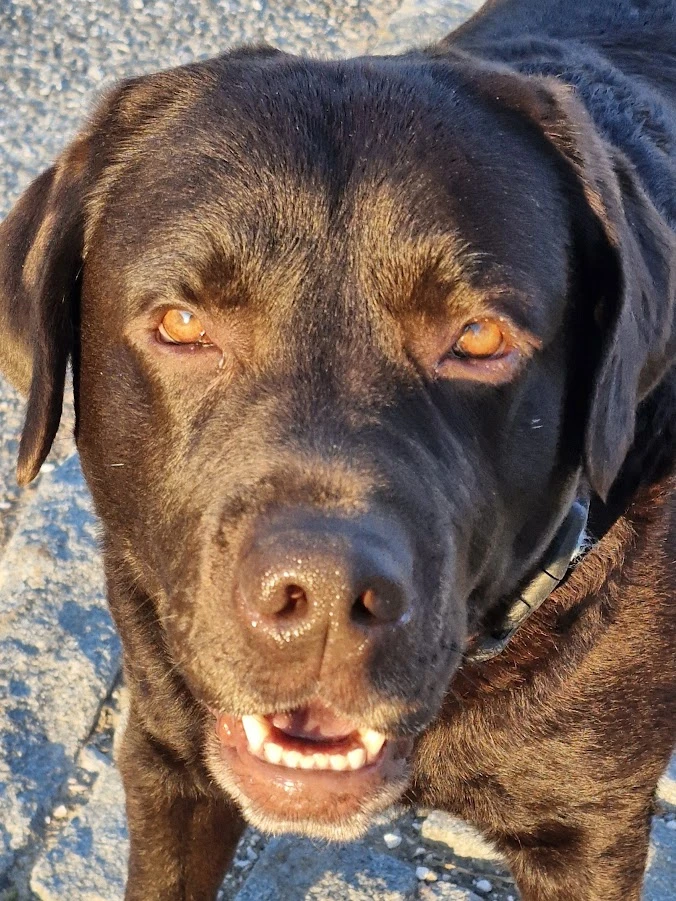 Nabízím ke krytí našeho miláčka hnědý LABRADOR s PP, pozor není uchovněný